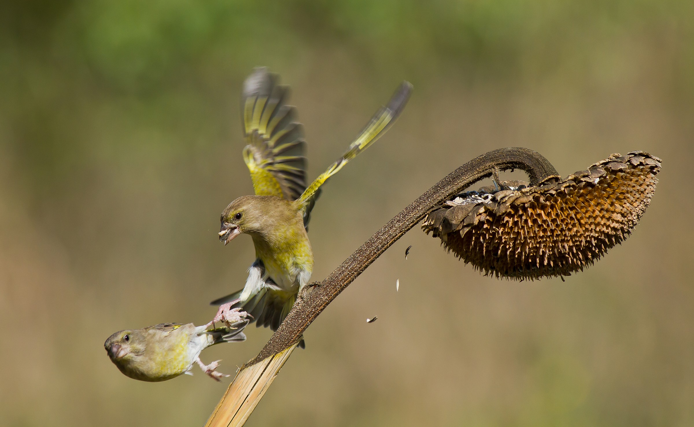E con uno sgambetto....lo volò di sotto!!!!