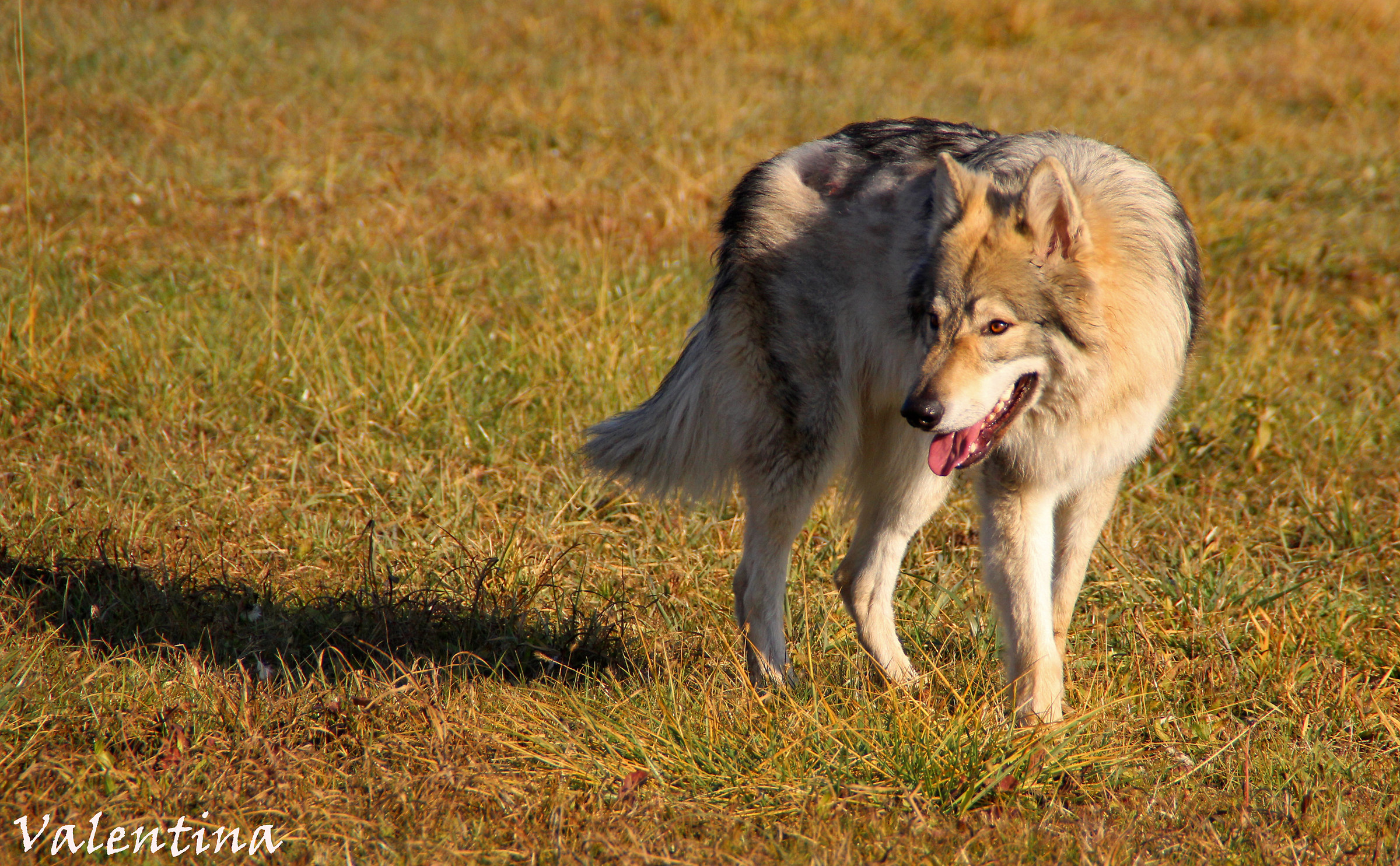 Athanor (Alba del Lupo)