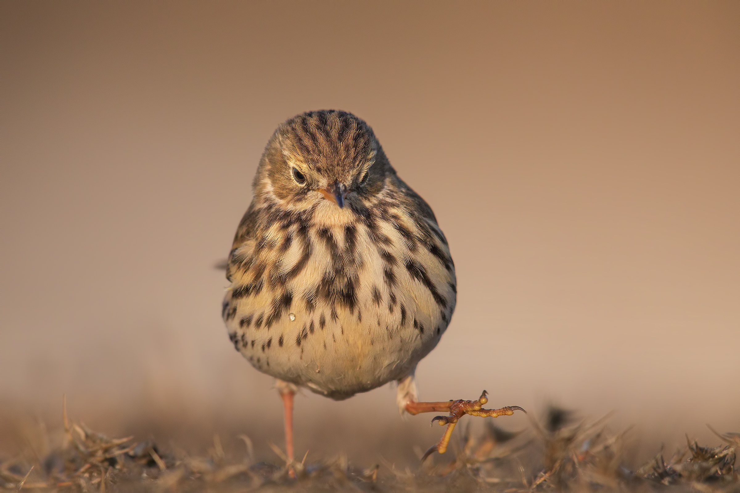 Pipit