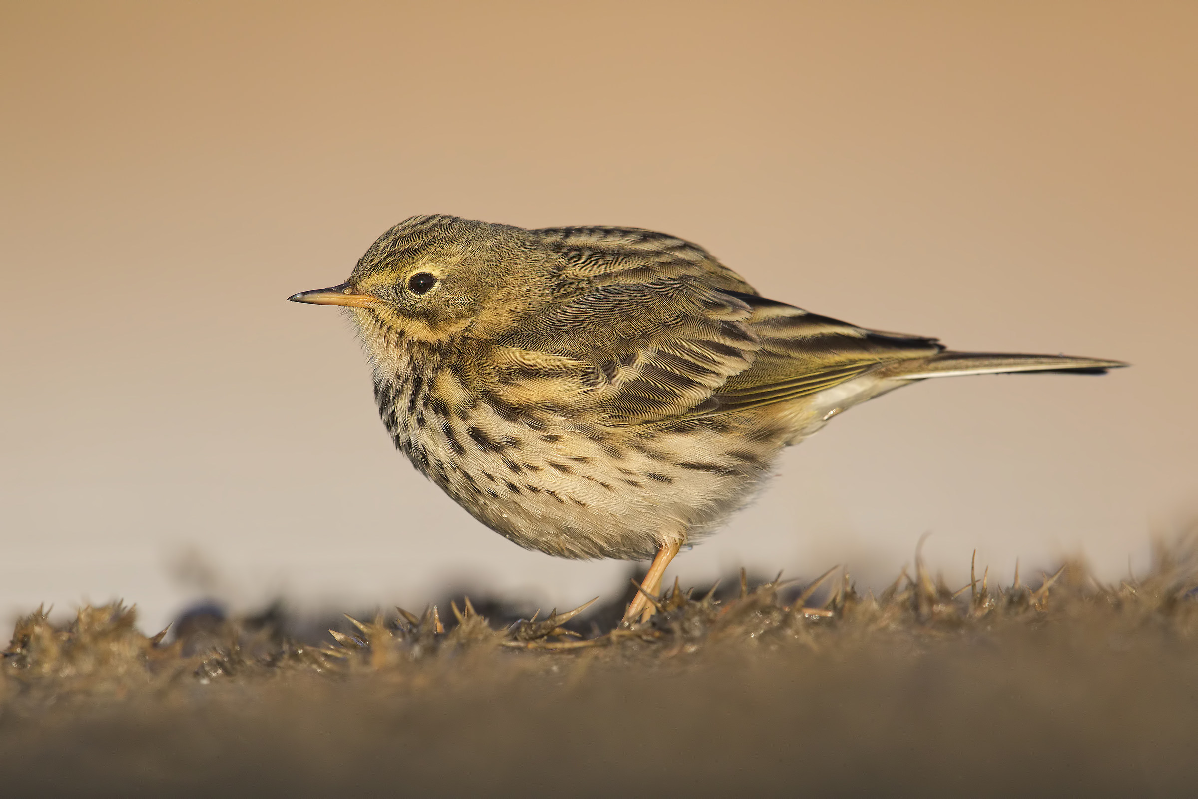Pipit