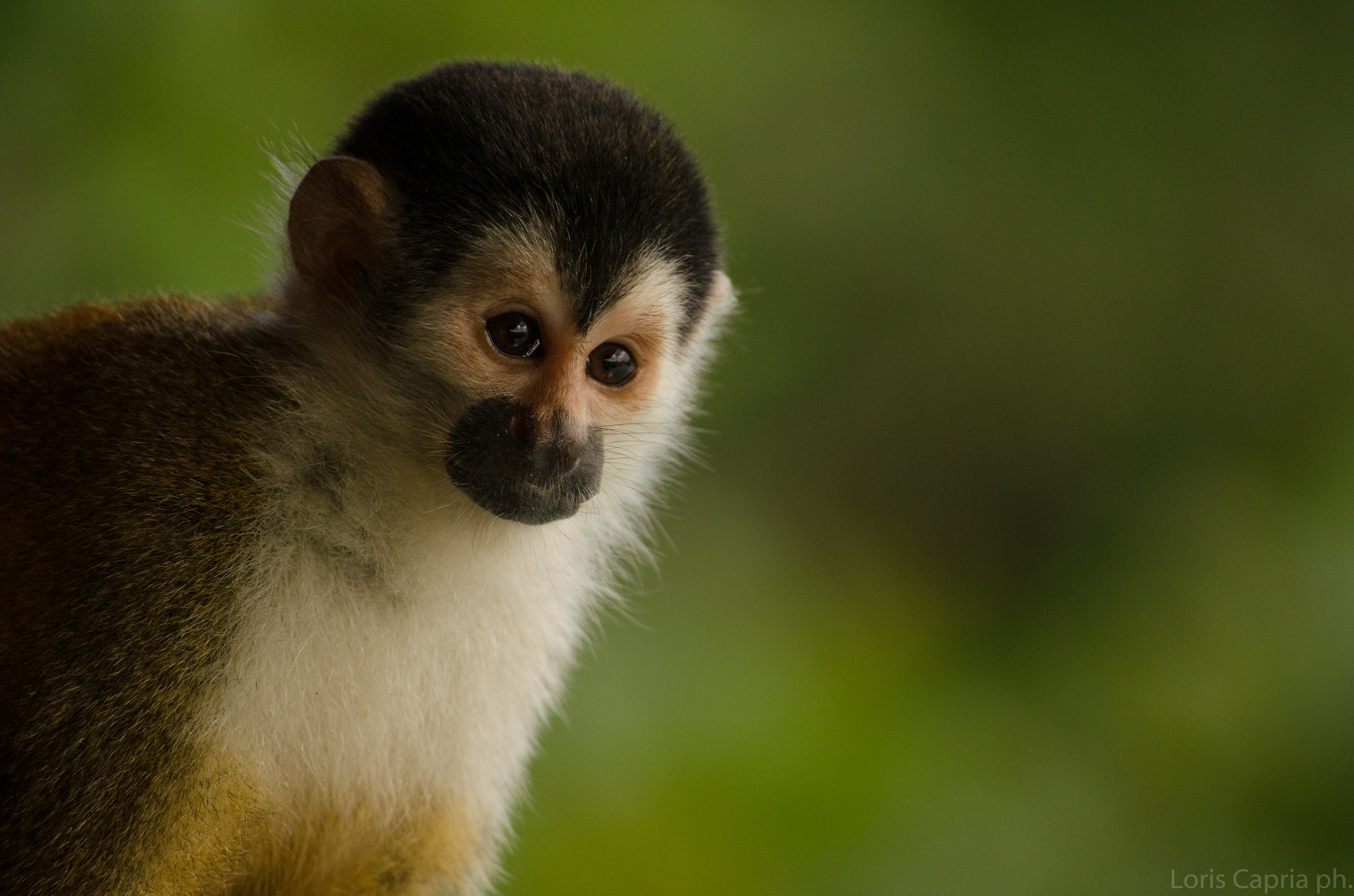 Samiri Centro Americano