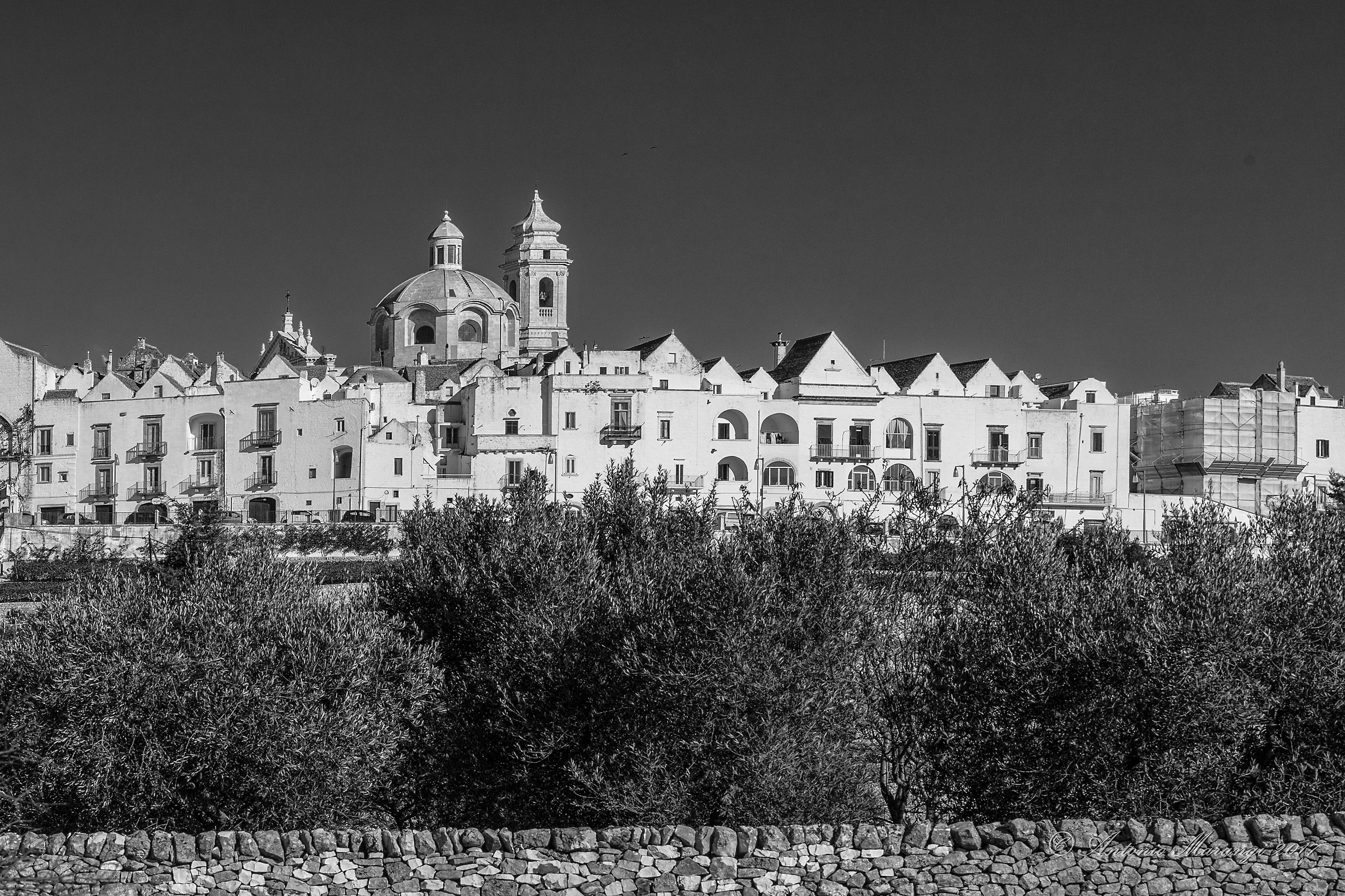 locorotondo - olive trees - low wall
