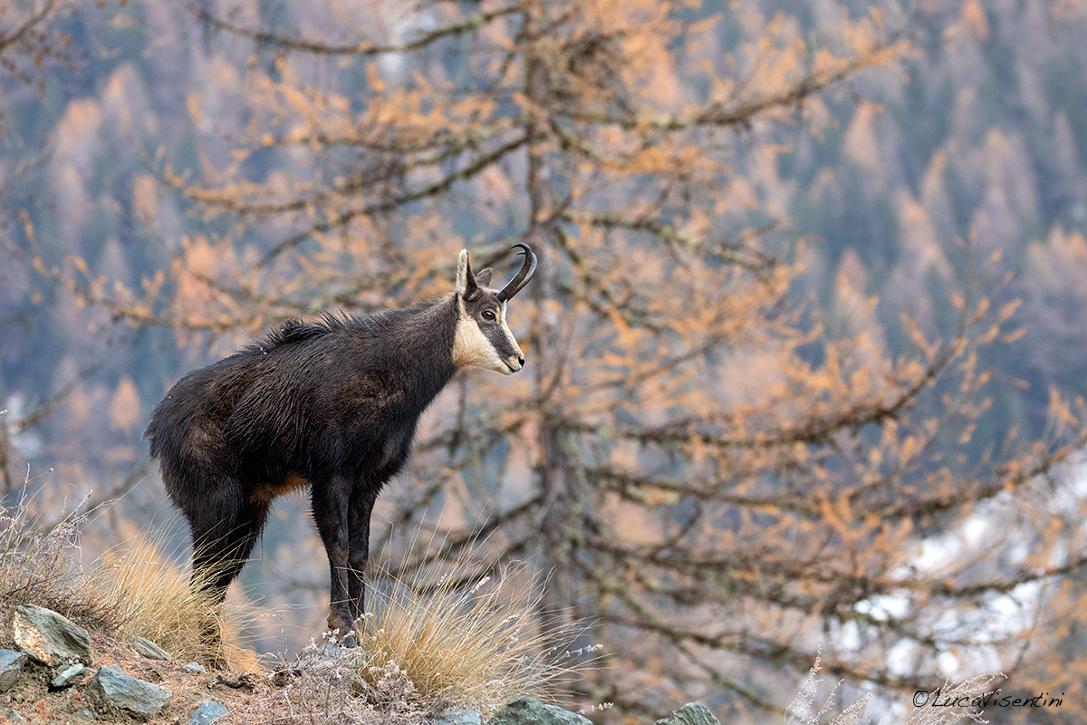 Chamois