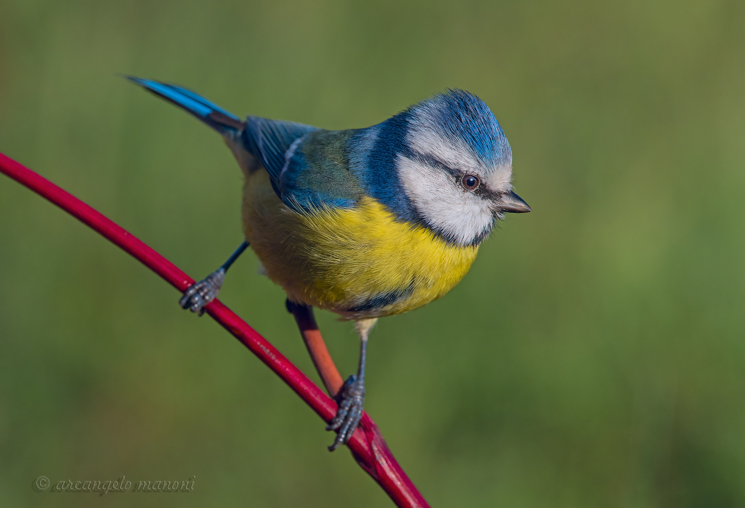 Blue tit on the red stem