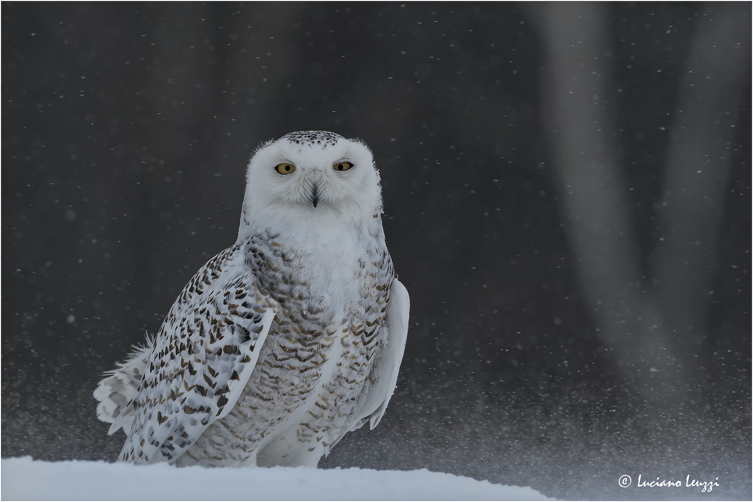 Ritratto di stagione