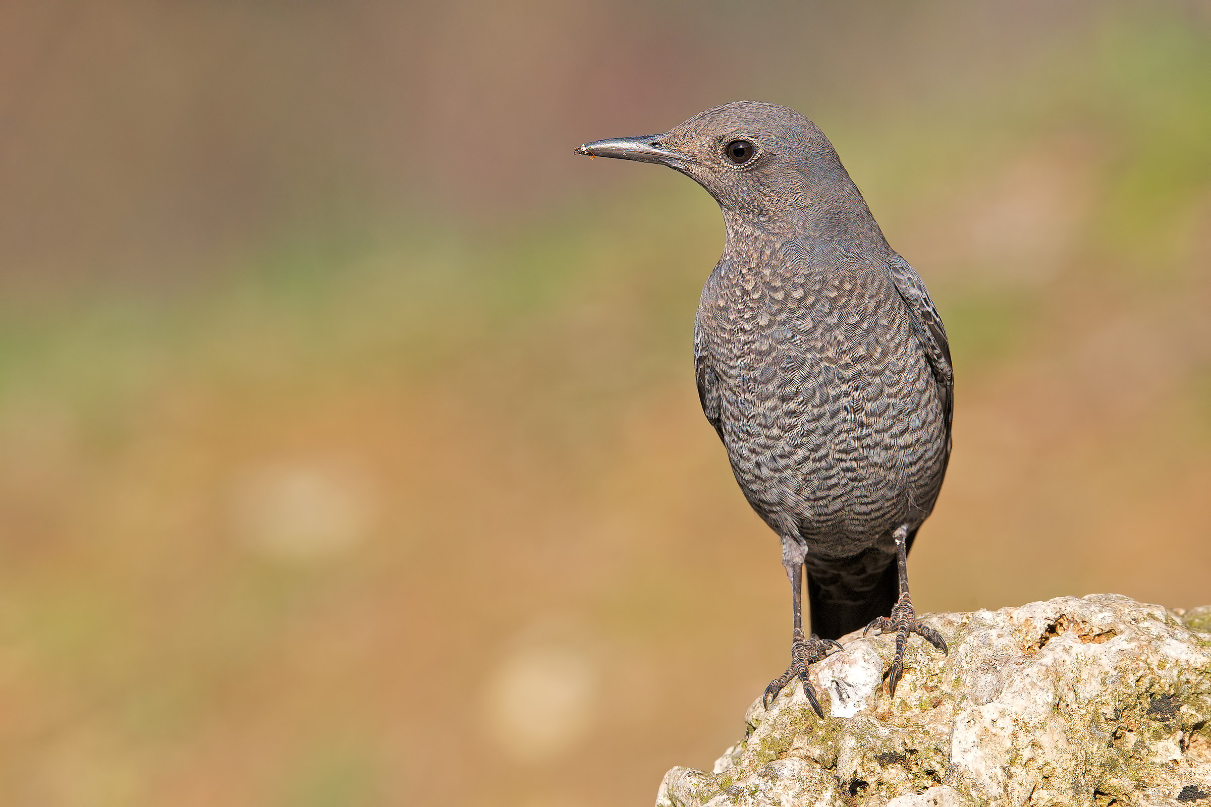 Tu, solingo augellin, venuto a sera ...