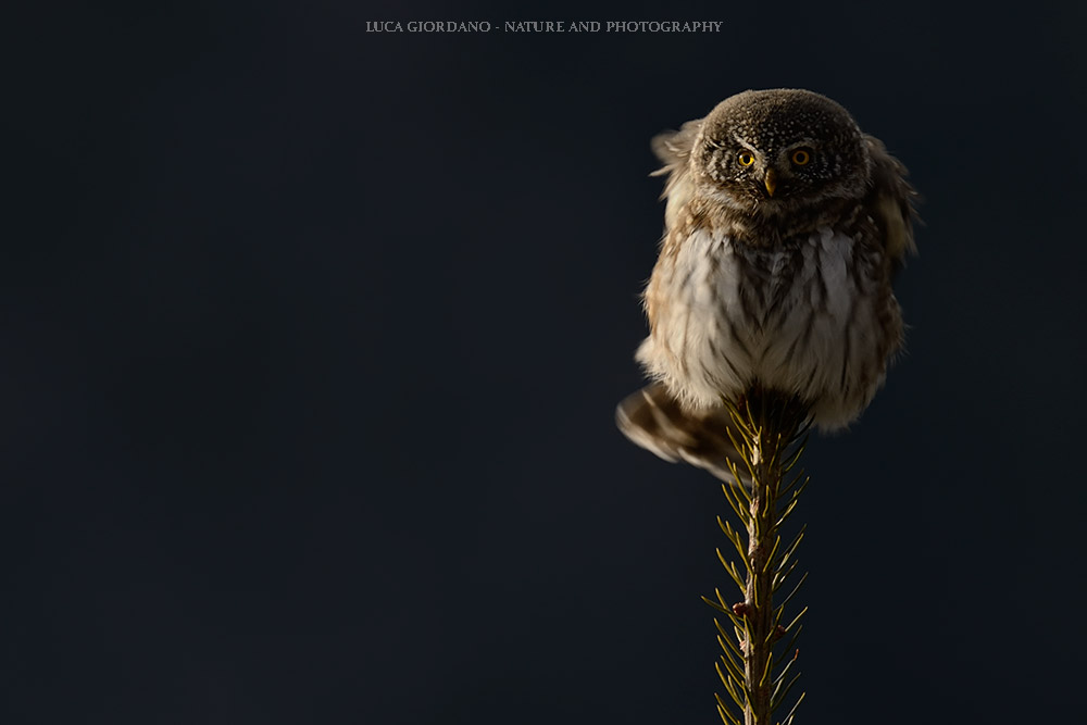 Dwarf owl - Pygmy owl