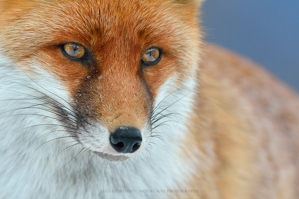 Fox - Red fox