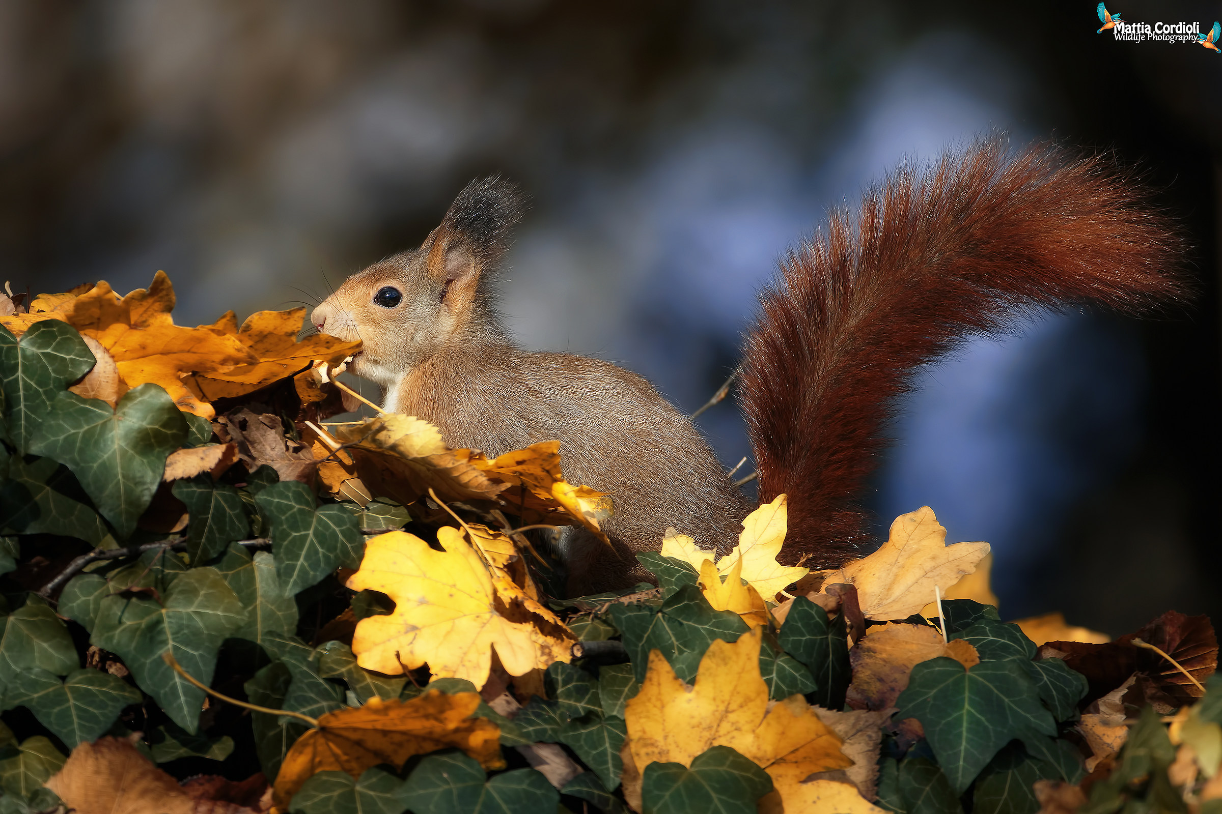 Red among the leaves ...