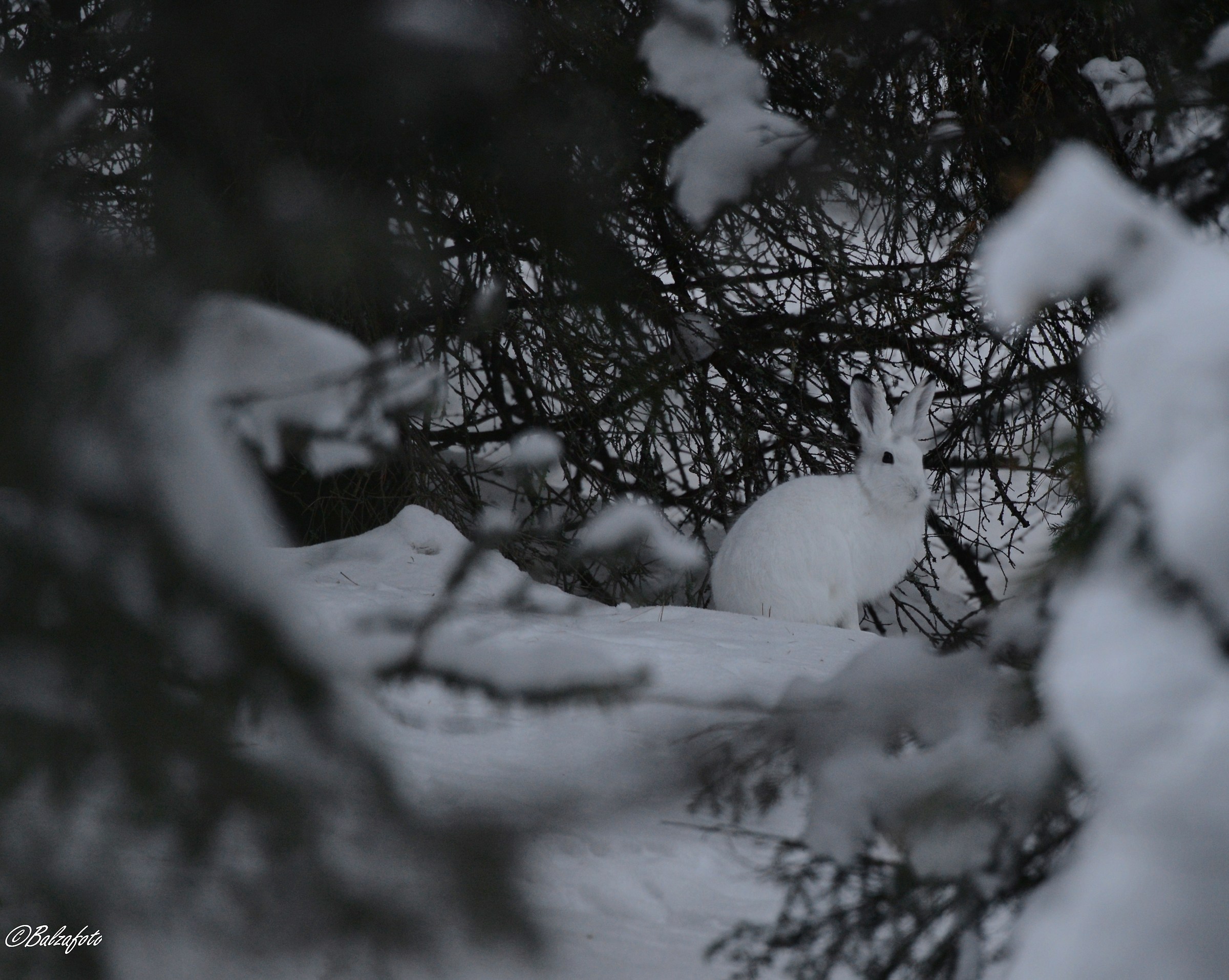Hare variable in its variable environment