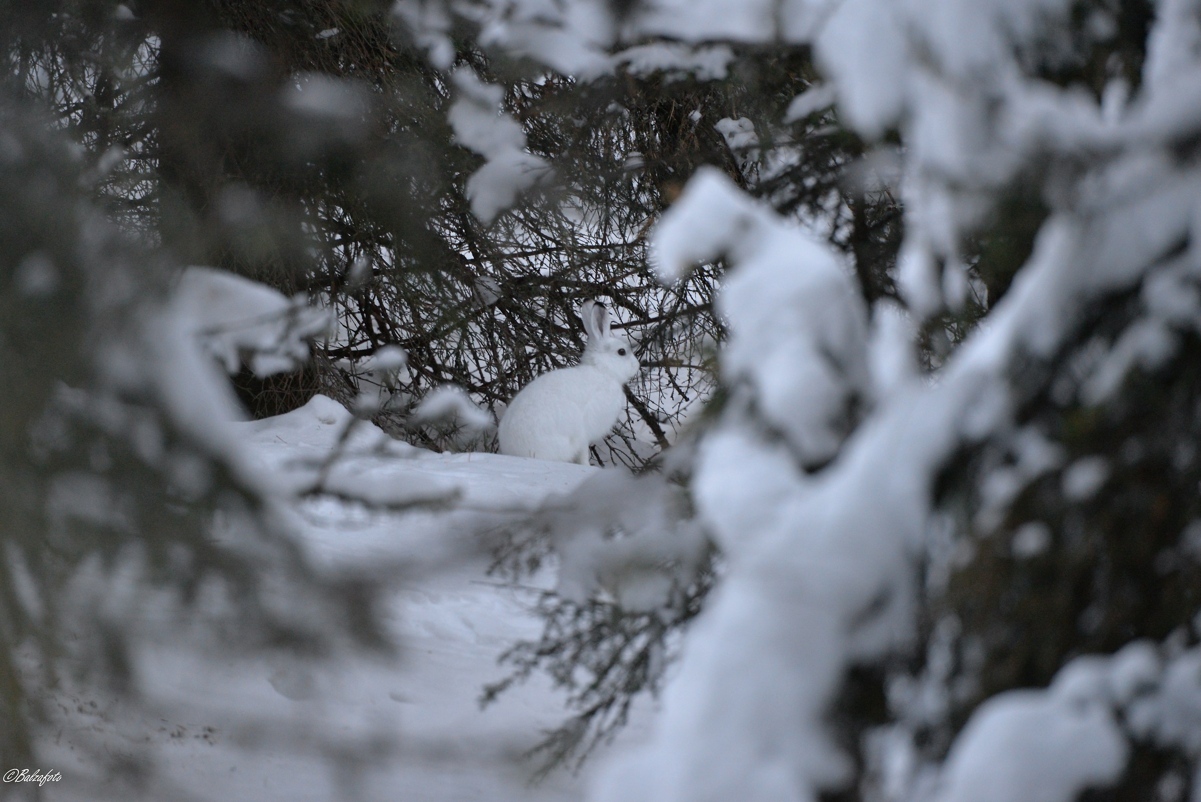 Hare variable in its variable environment