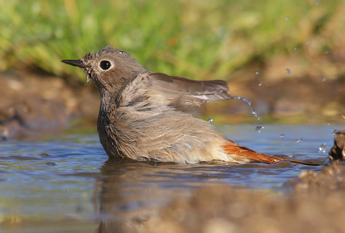 Black Redstart