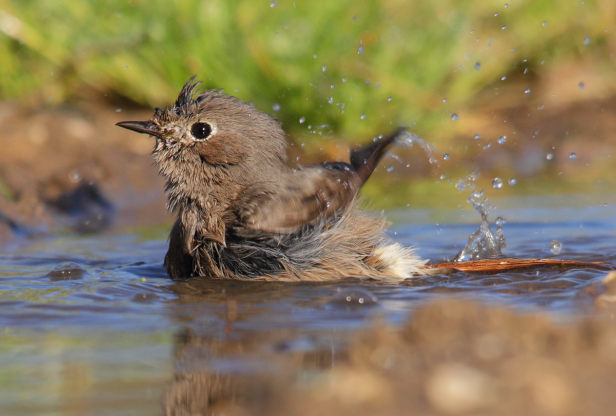 Black Redstart