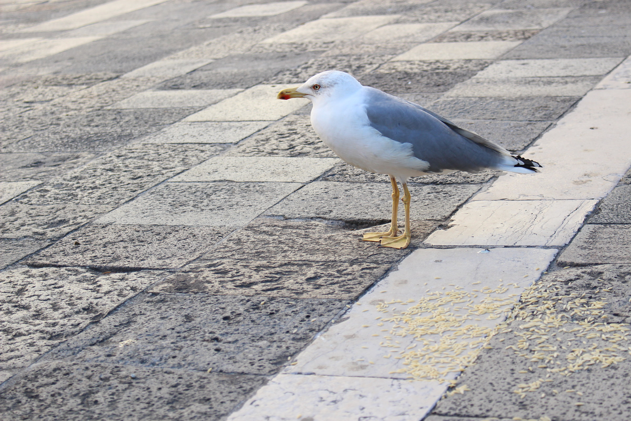 Pleasant meetings in Venice