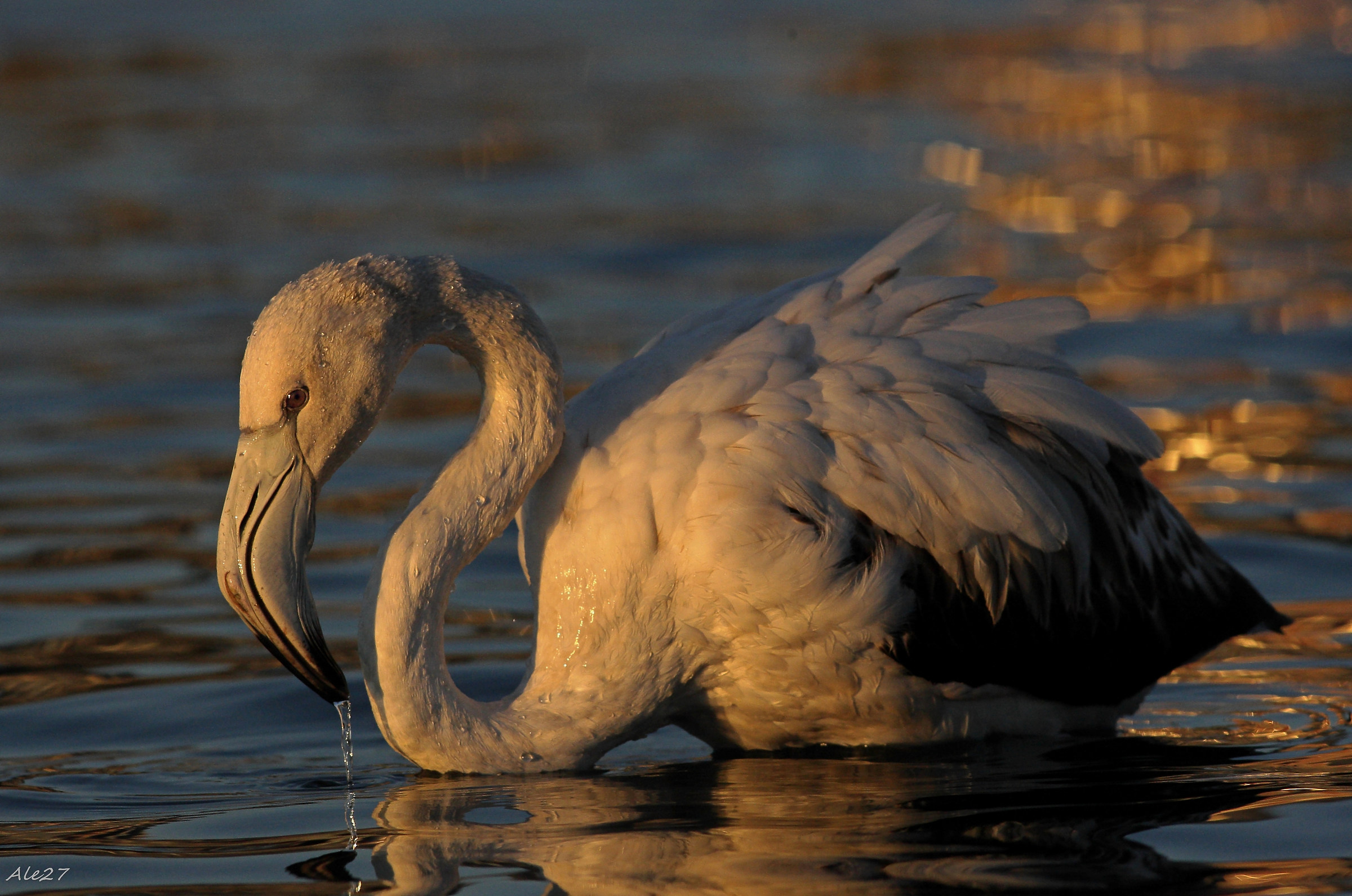 ... party lights on a flamingo ...