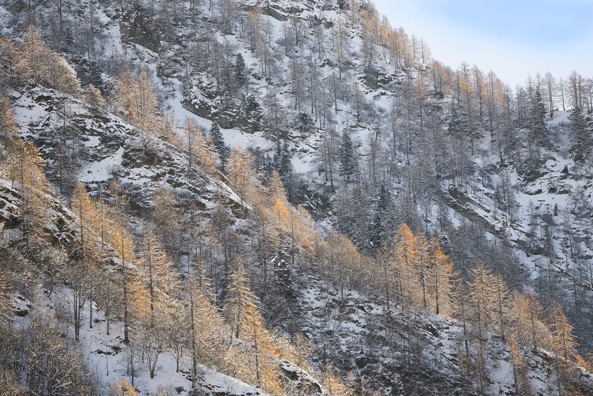 Larches- Rima