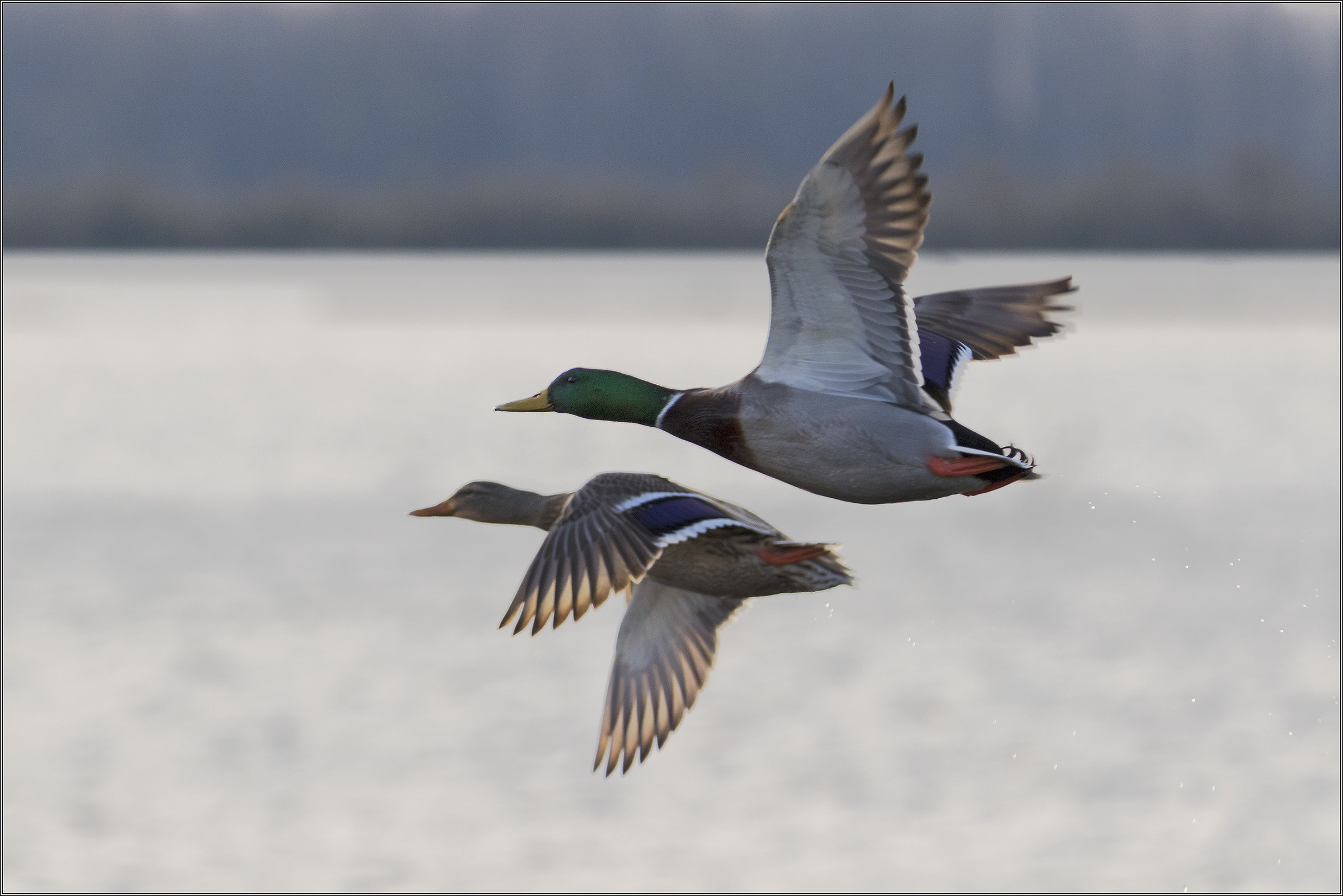 coppia di germani reali in volo