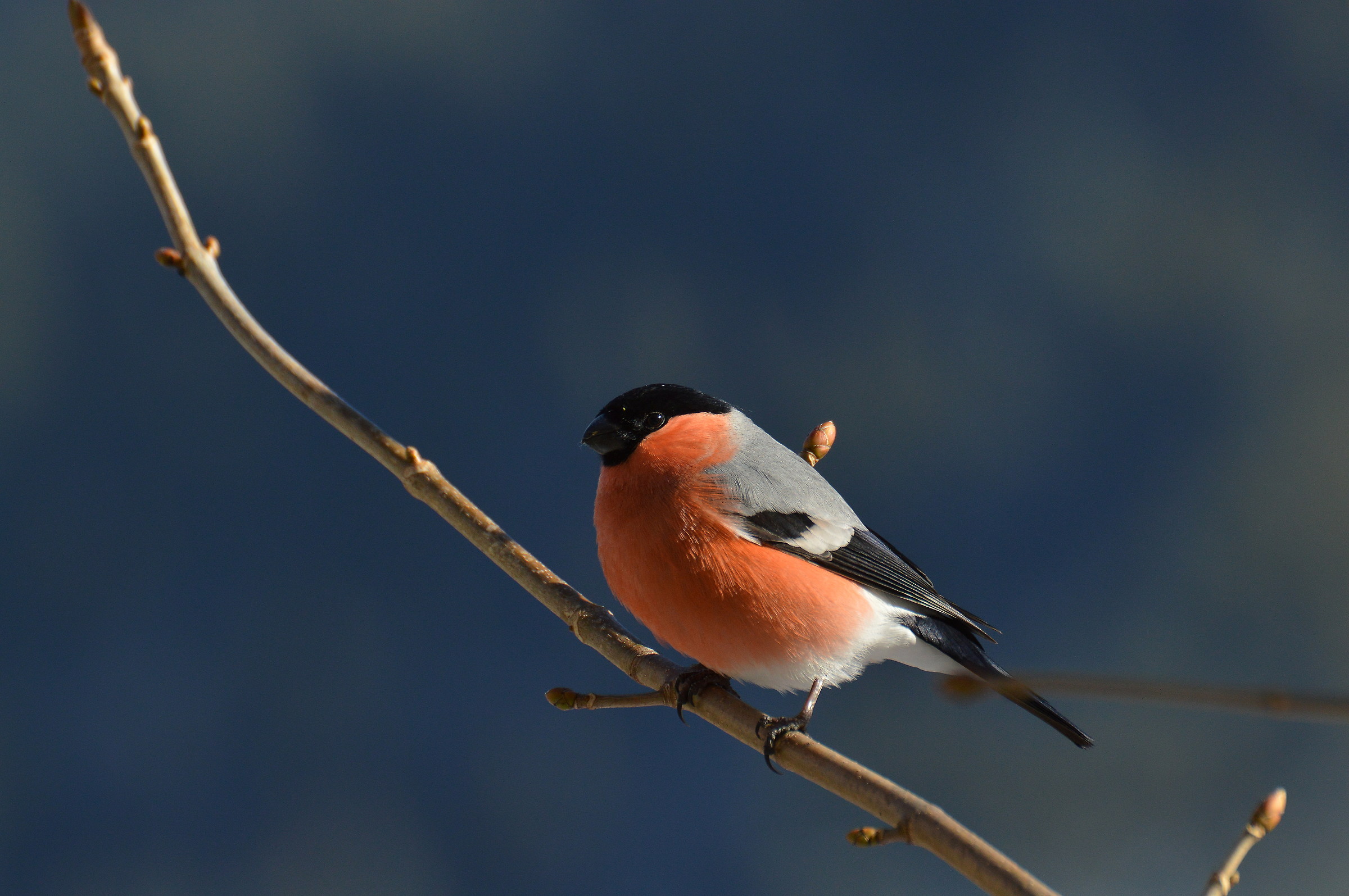 ciuffolotto 1 dicembre 2017