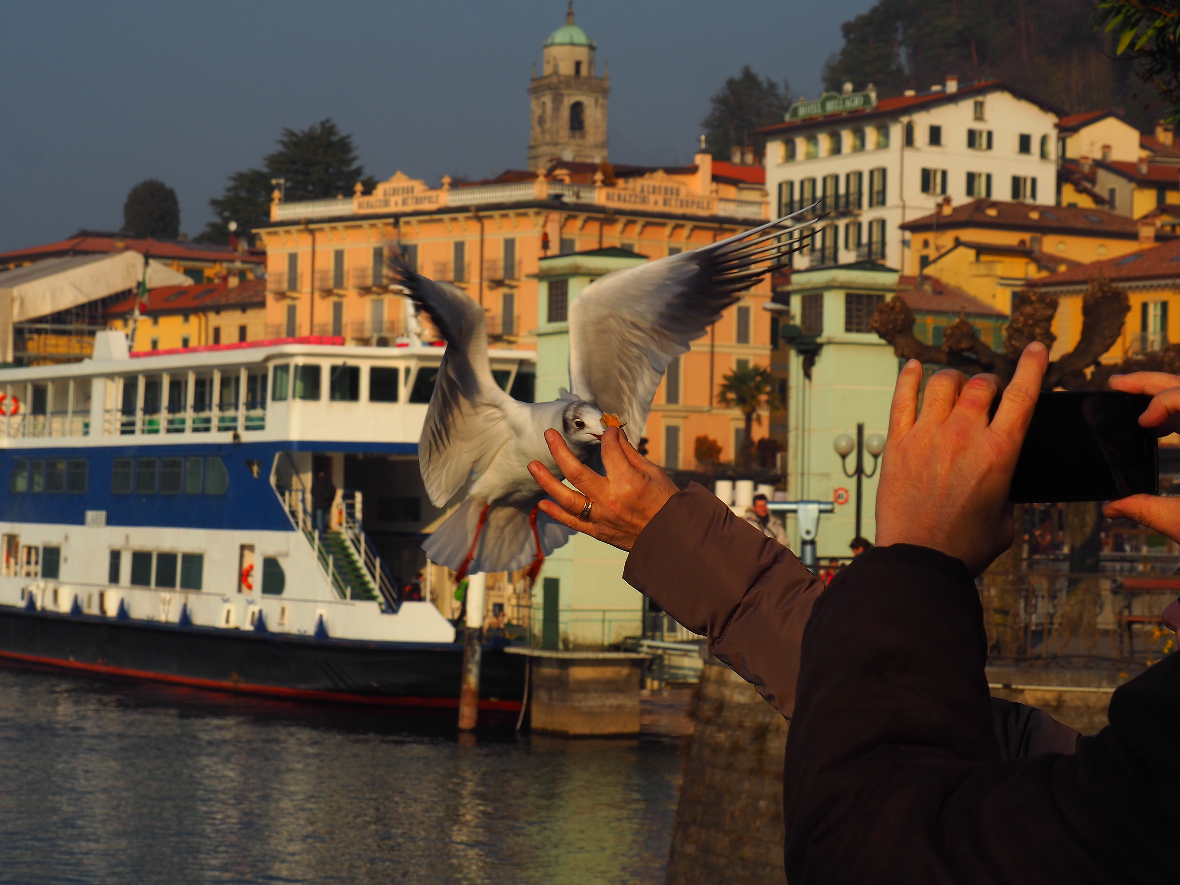 Bellagio, gabbiano che prende il cibo direttamente dalle man...