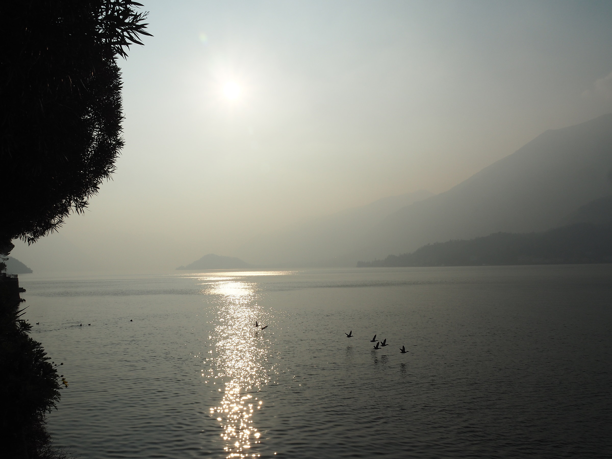 Gabbiano che balla nel tardo pomeriggio, Lago di Como