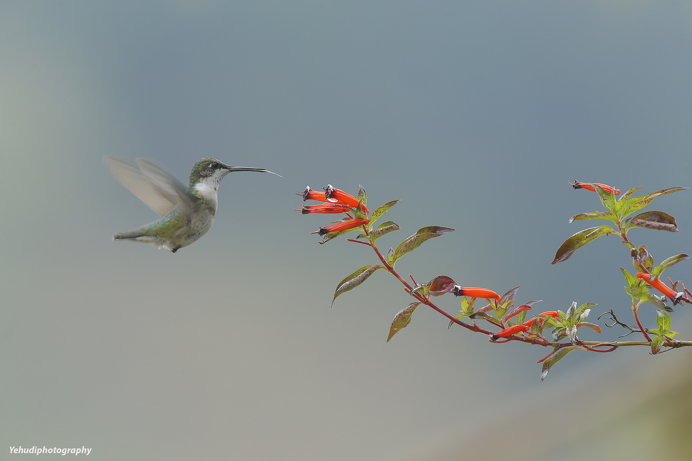 Colibrì Throated Rubino