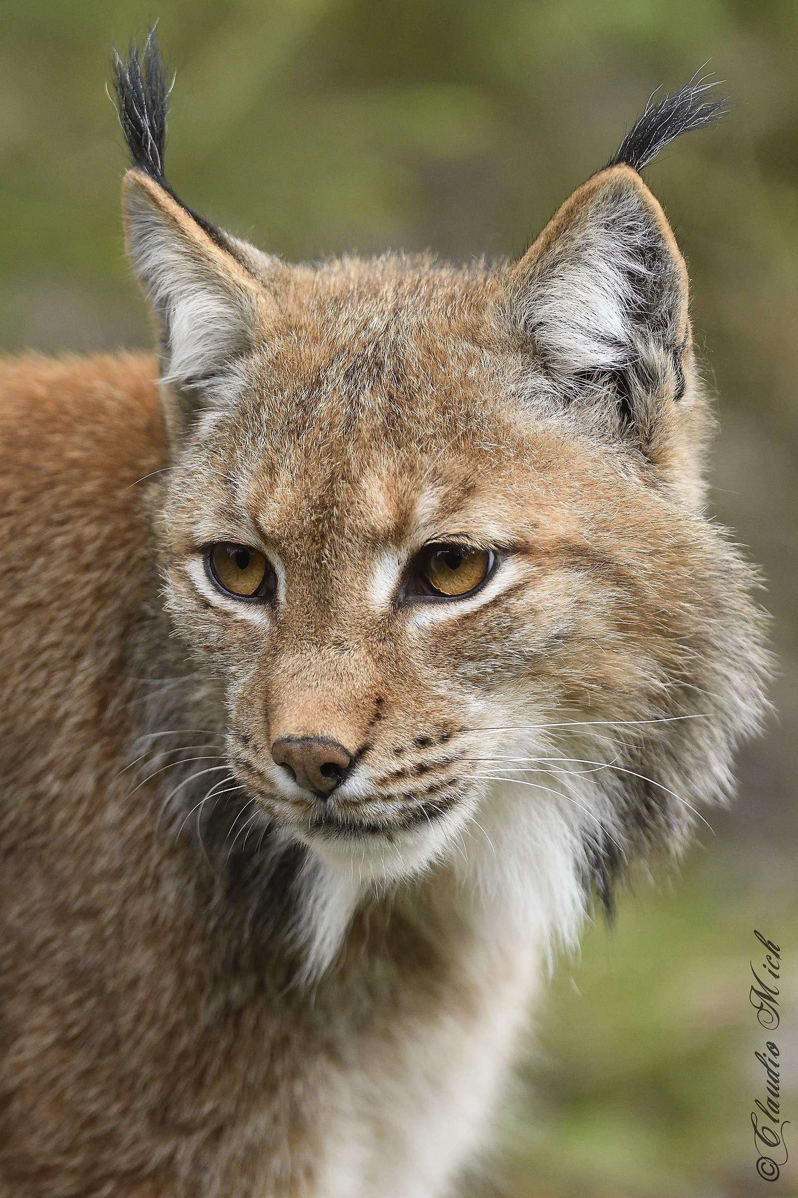 Lynx portrait