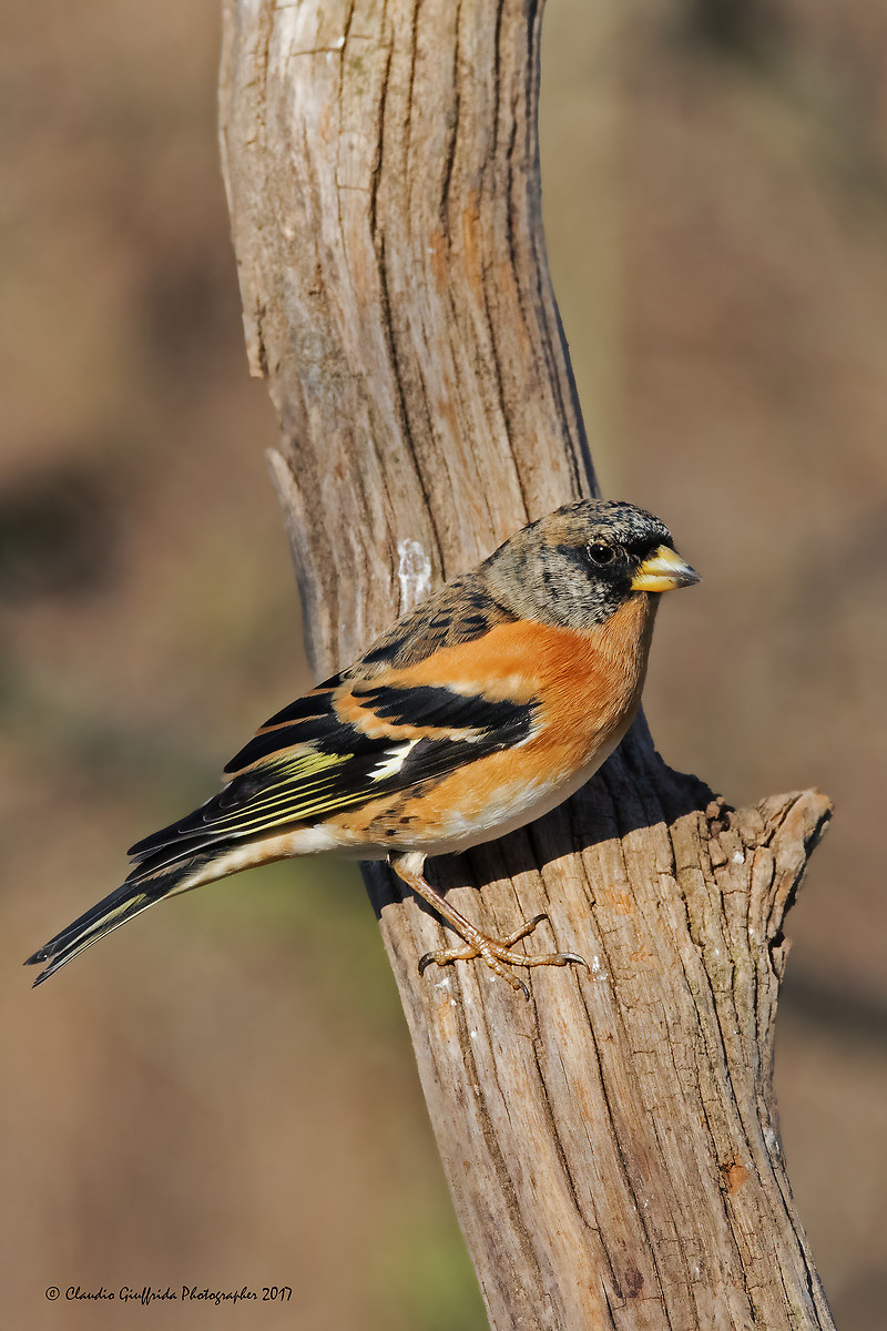 Fringilla montifringilla | JuzaPhoto