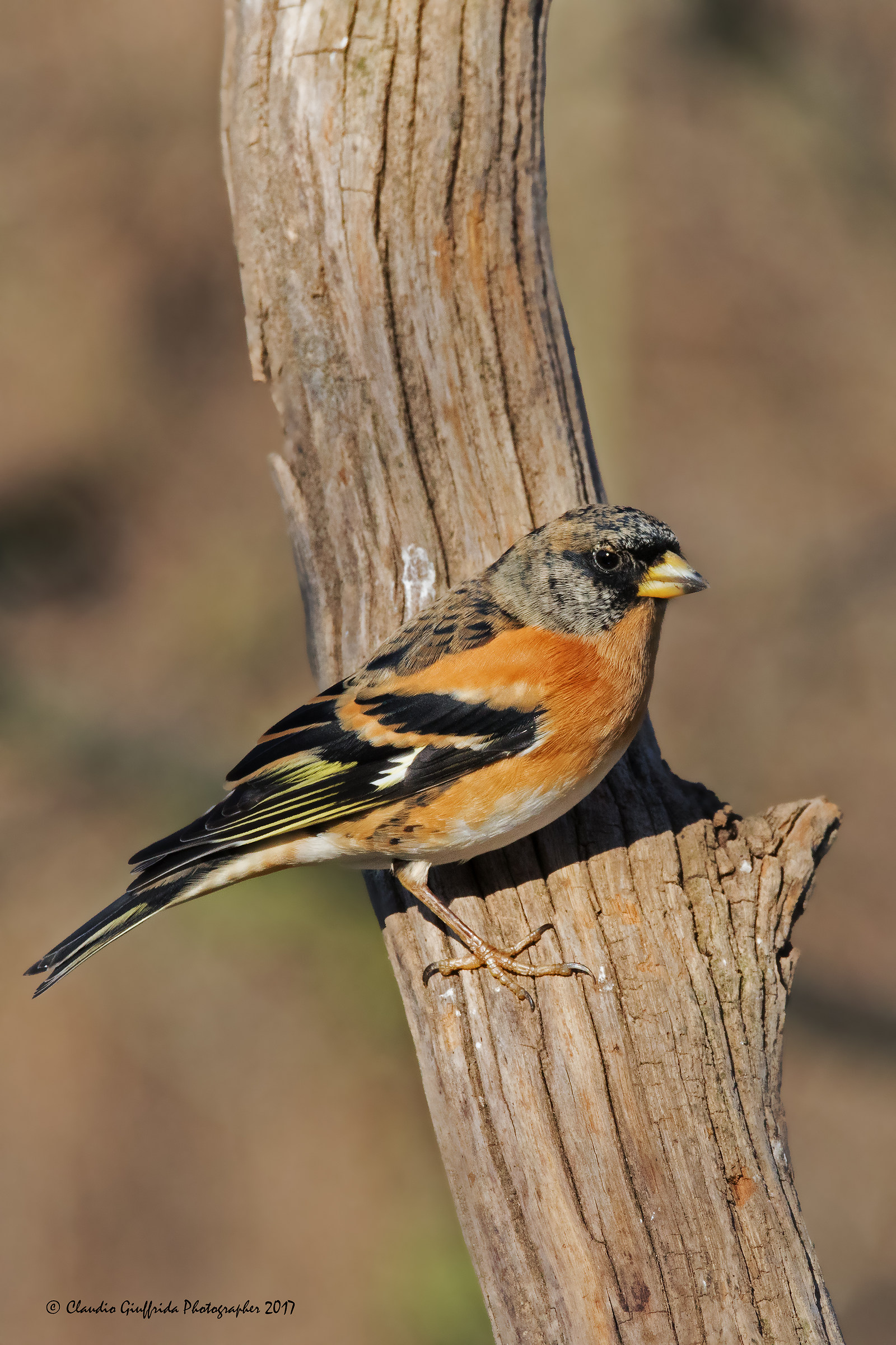 Fringilla montifringilla