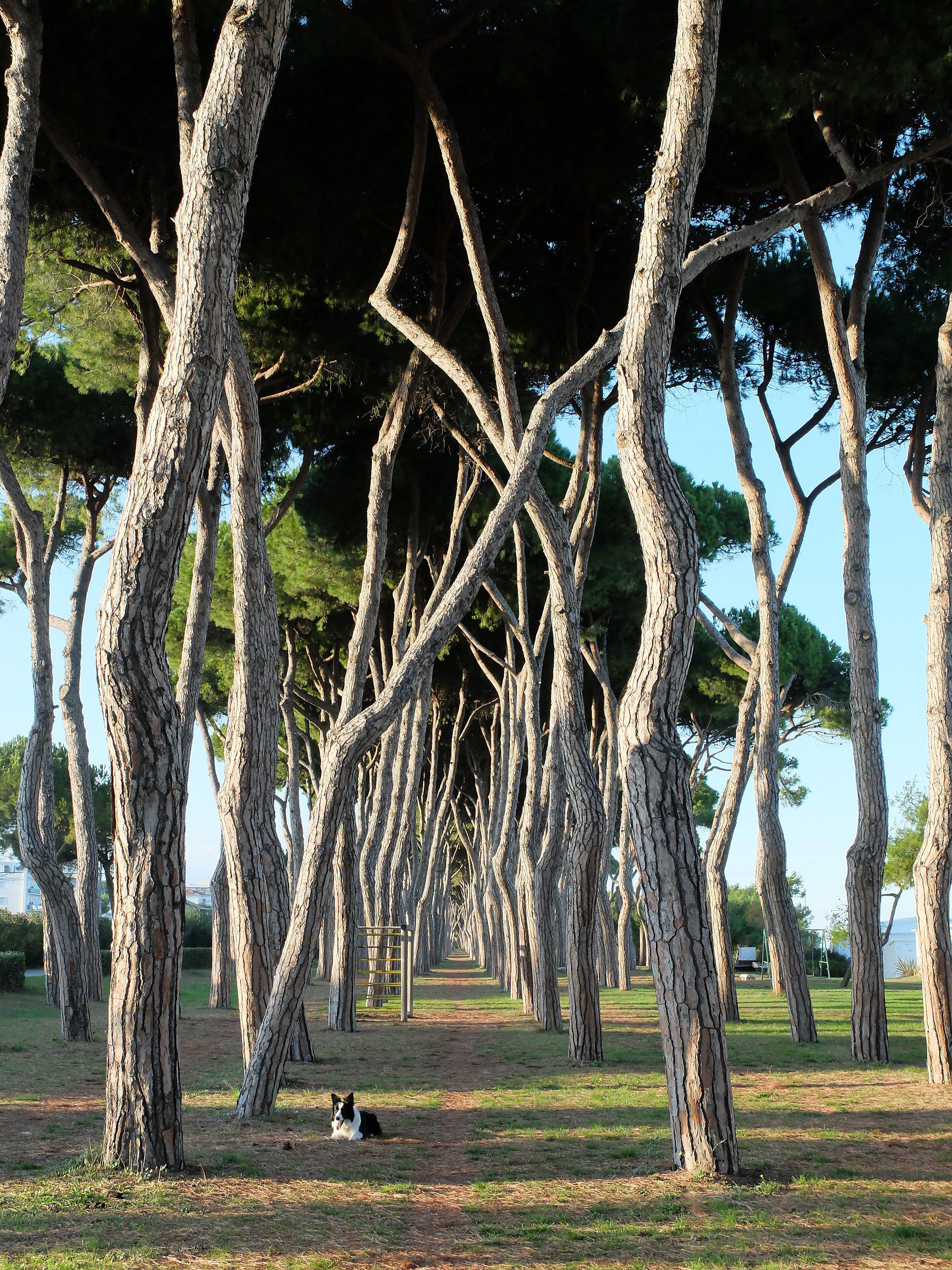 do not touch my pinecone!