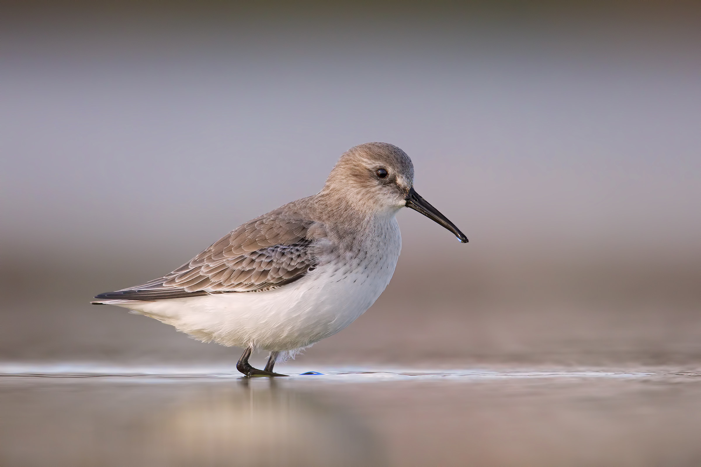Pancianera sandpiper