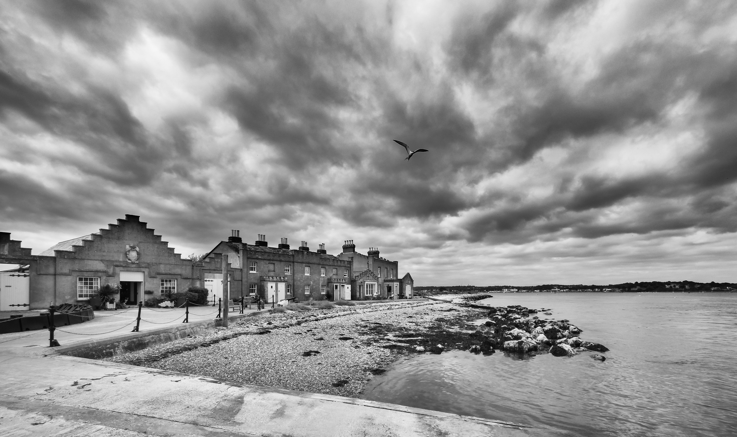 Tern Above Brownsea Island (b/n version)