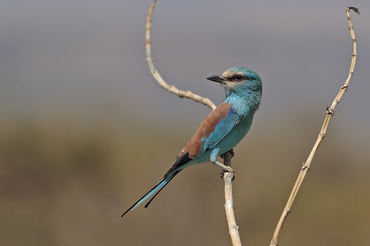 Coracias abyssinicus