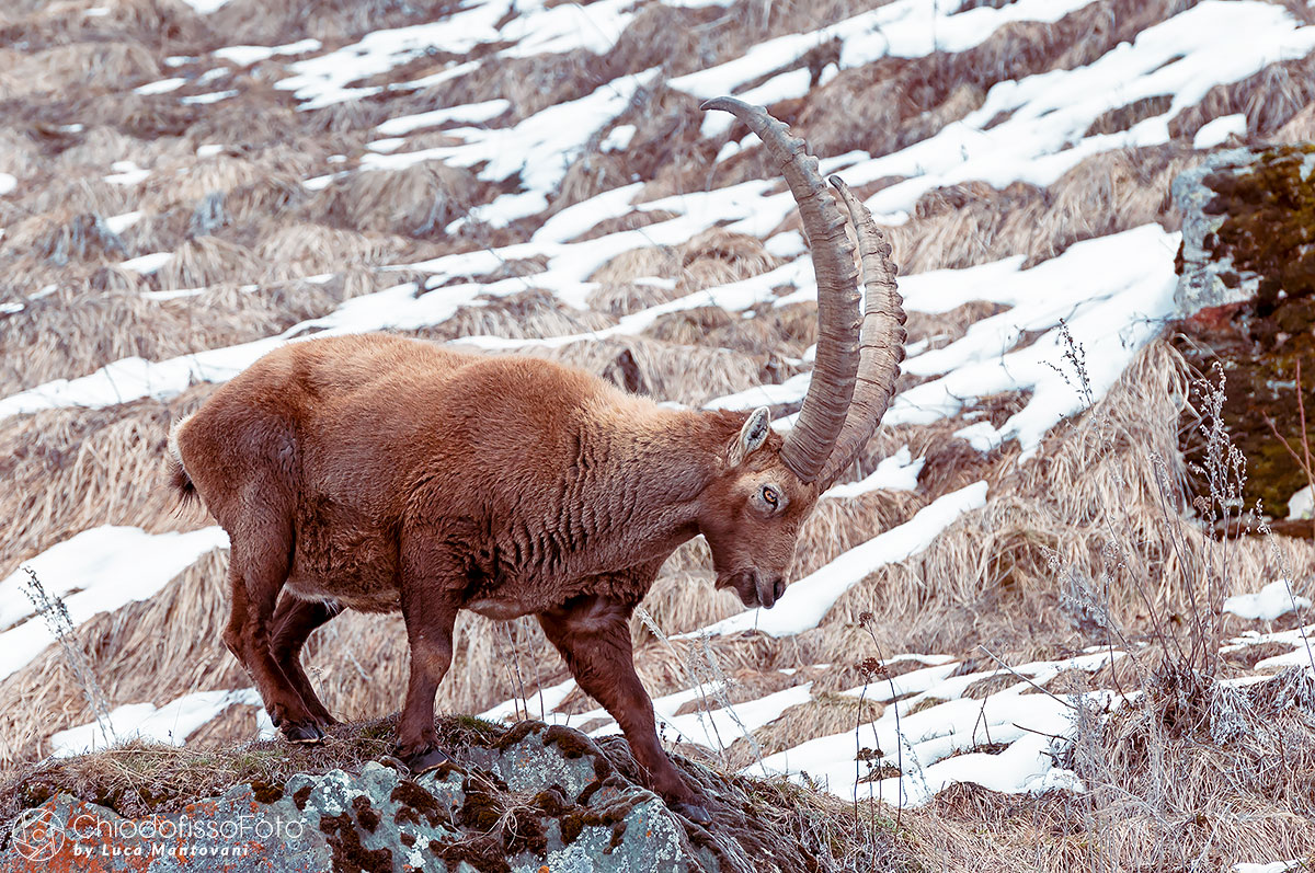A beautiful example of Ibex