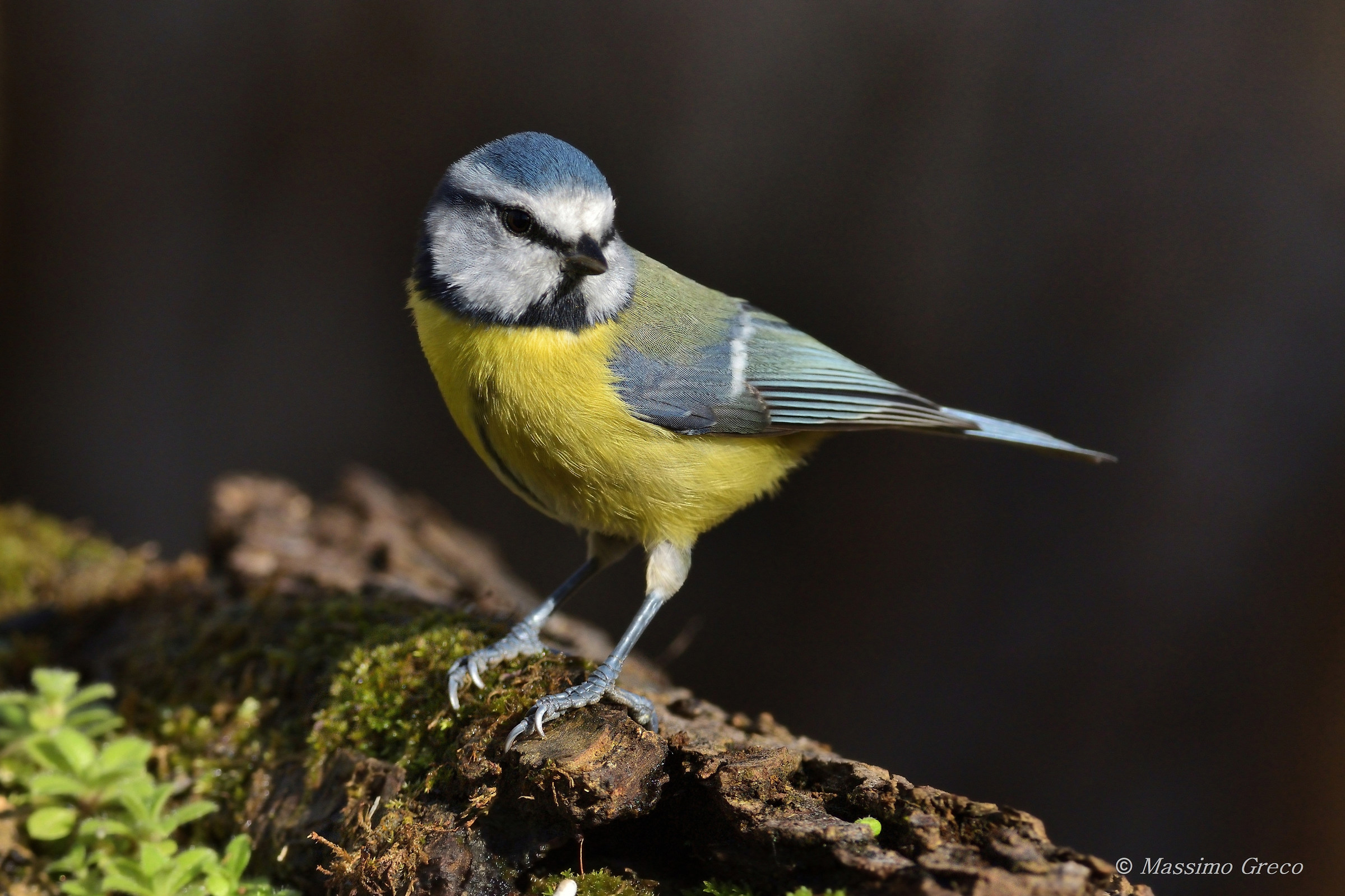 Cinciarella (Cyanistes caeruleus)