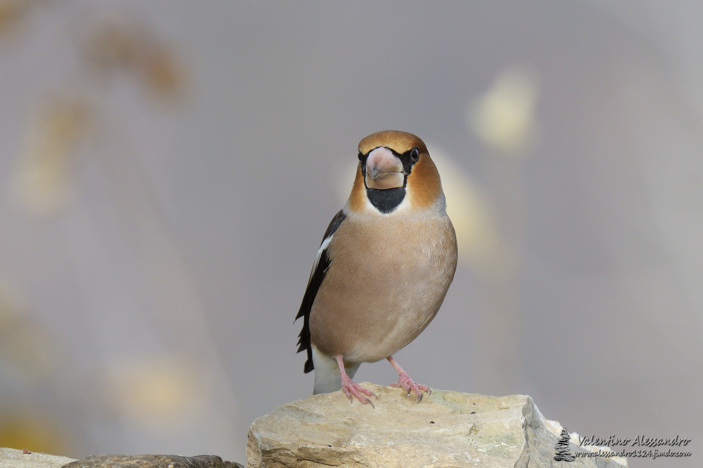 La signora Grande Becco