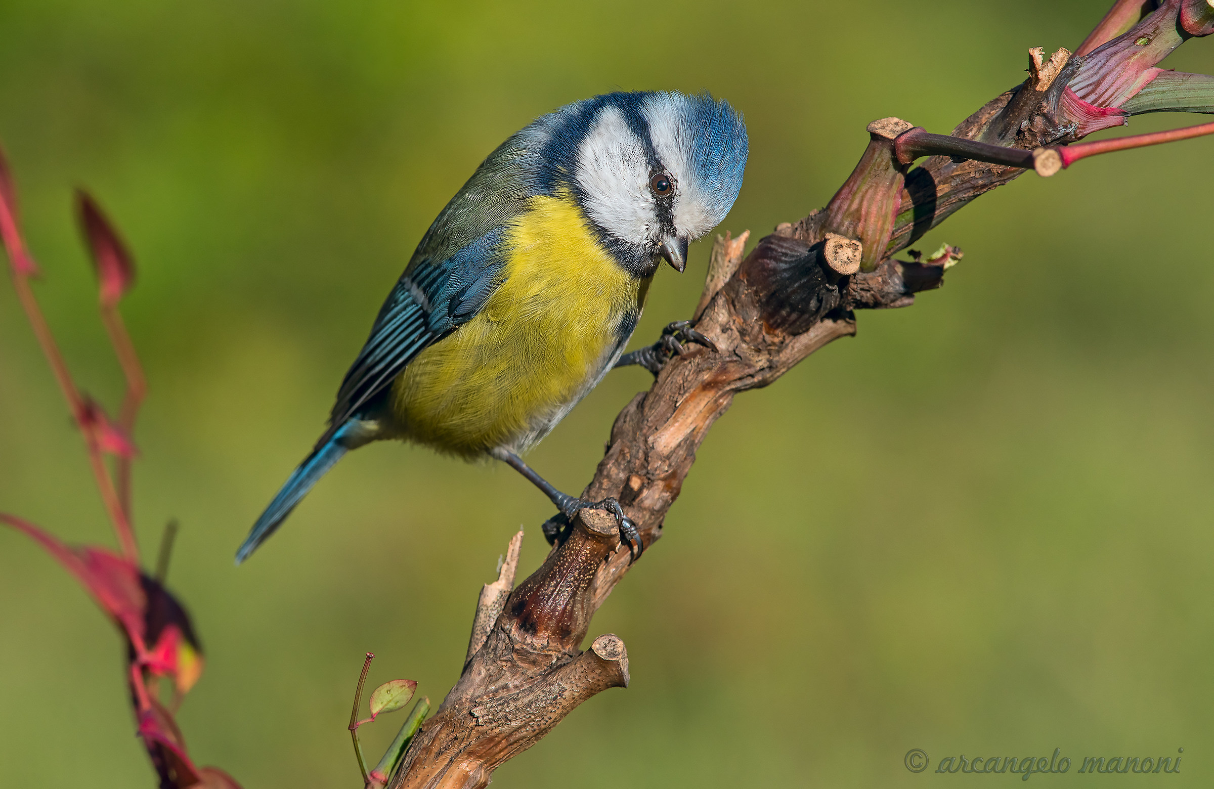 Blue tit posing