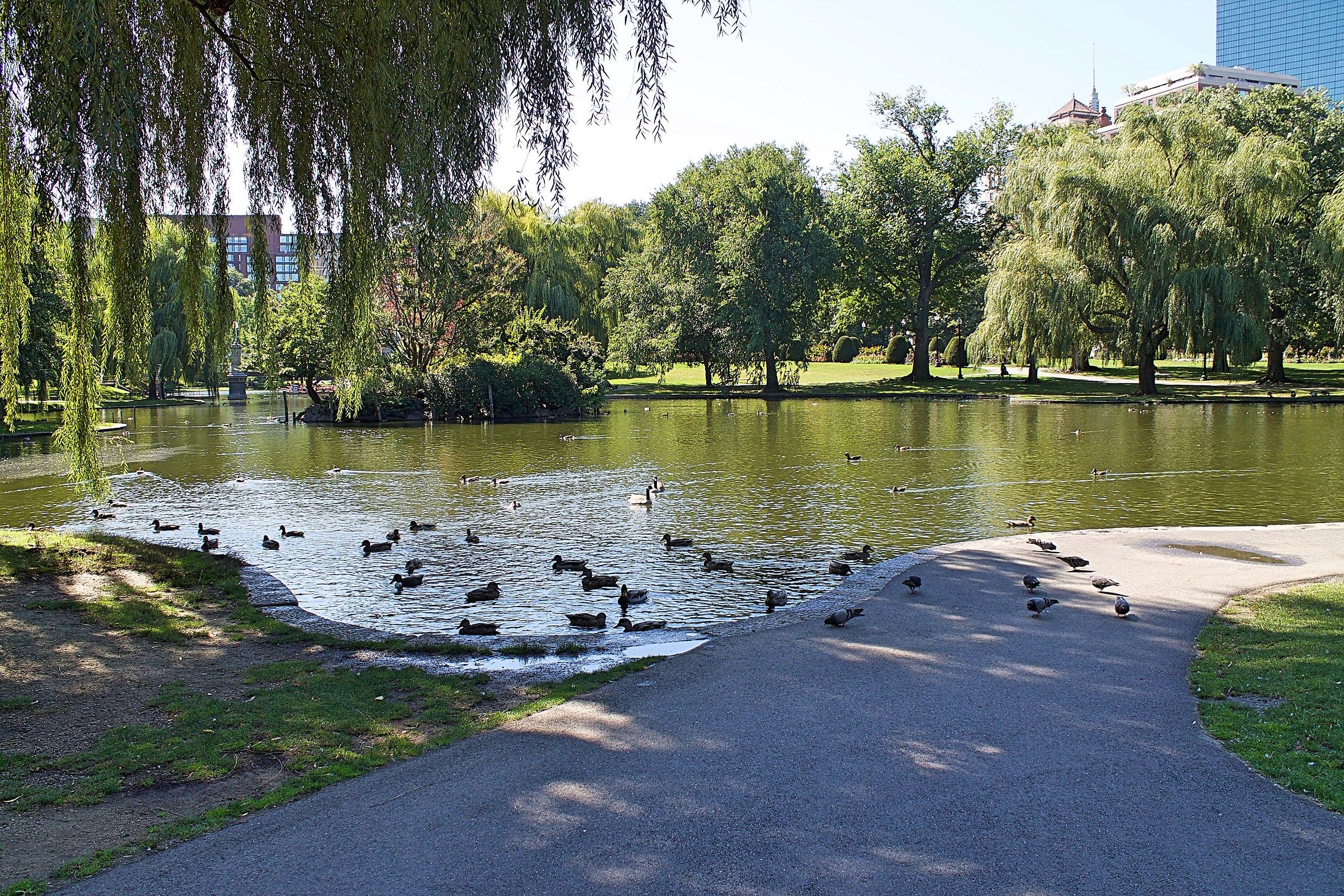 Boston public garden