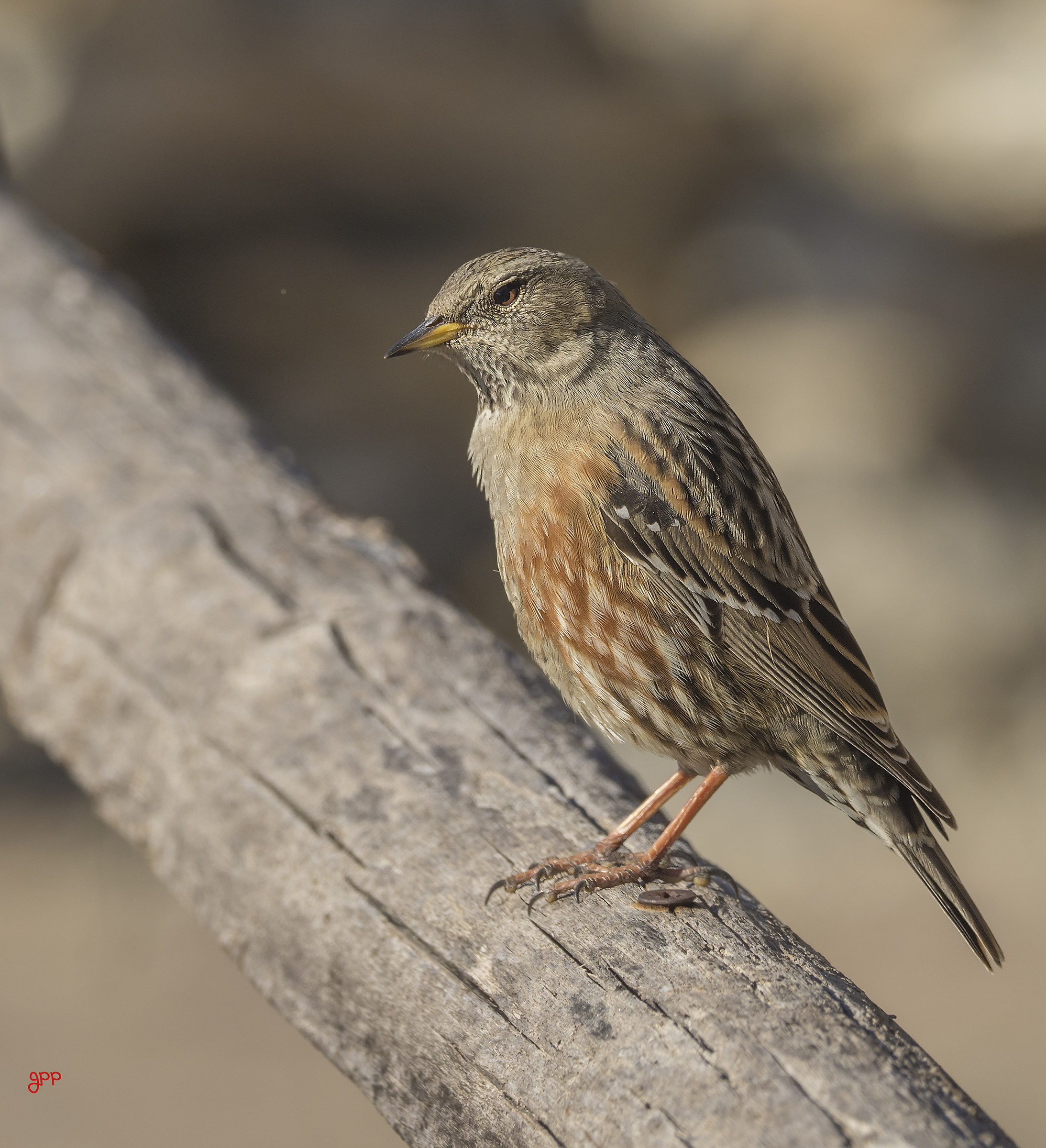 Accentor