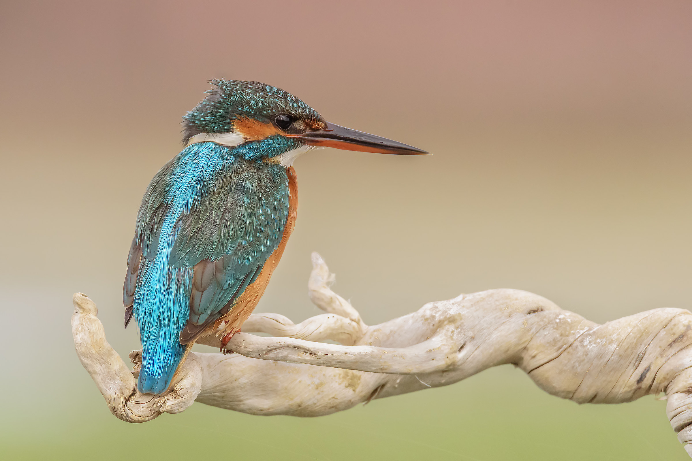 Kingfisher