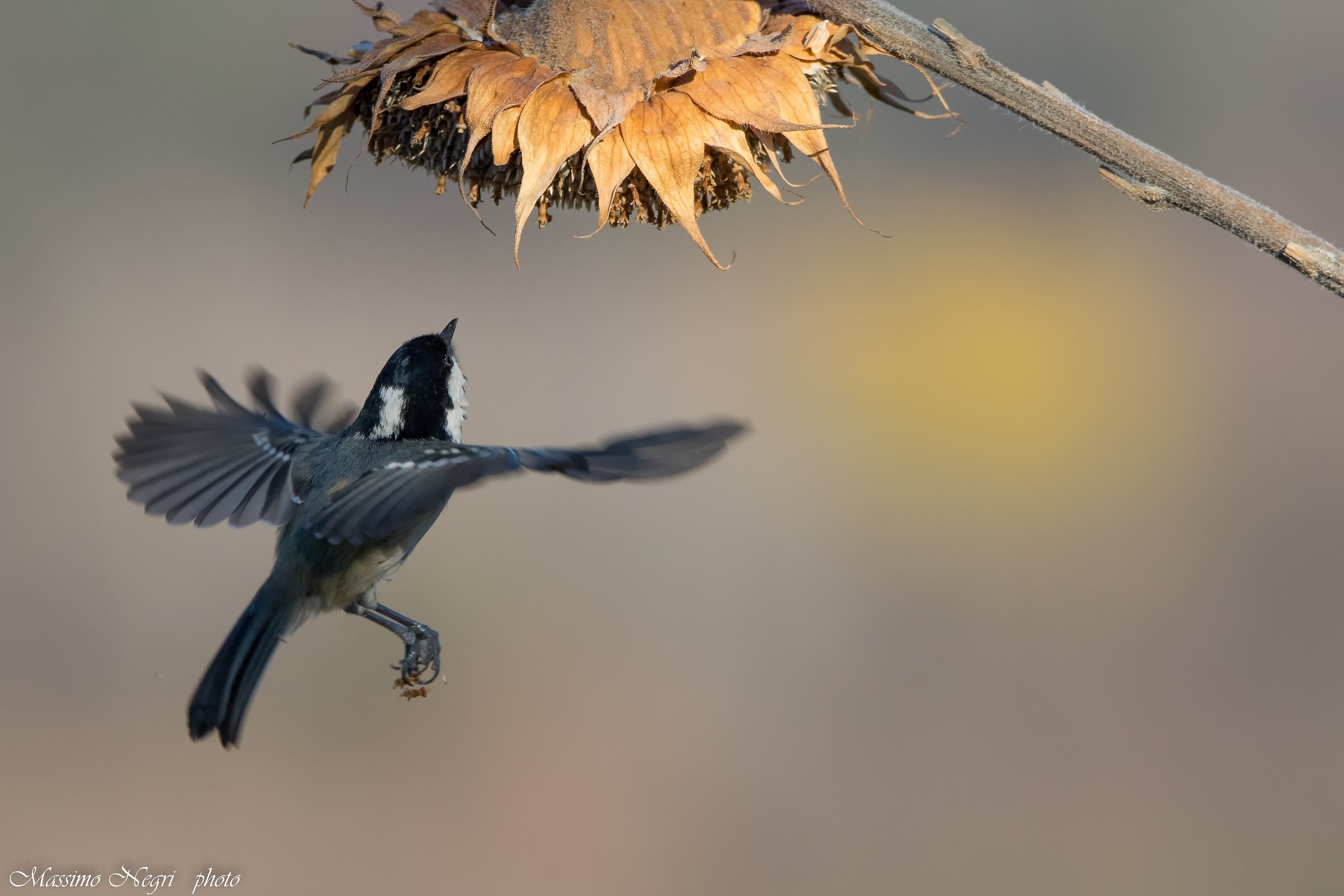 blackberry tit