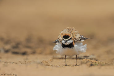 Charadrius collaris