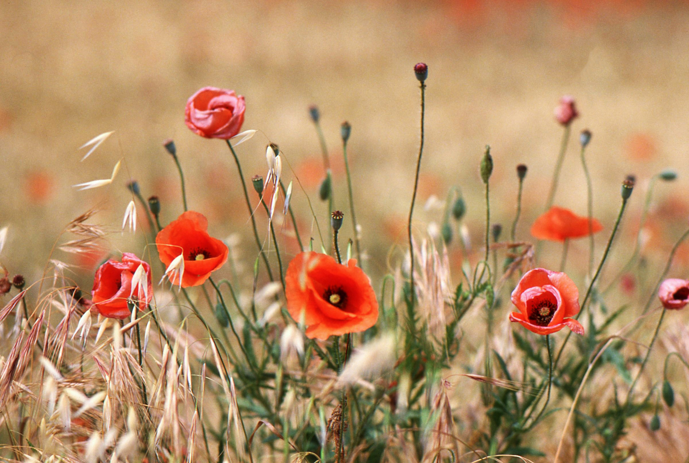 Poppies