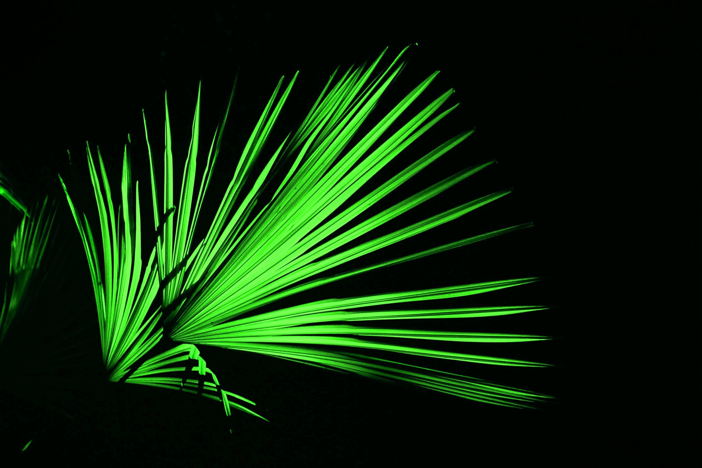 1110 - spade di luce