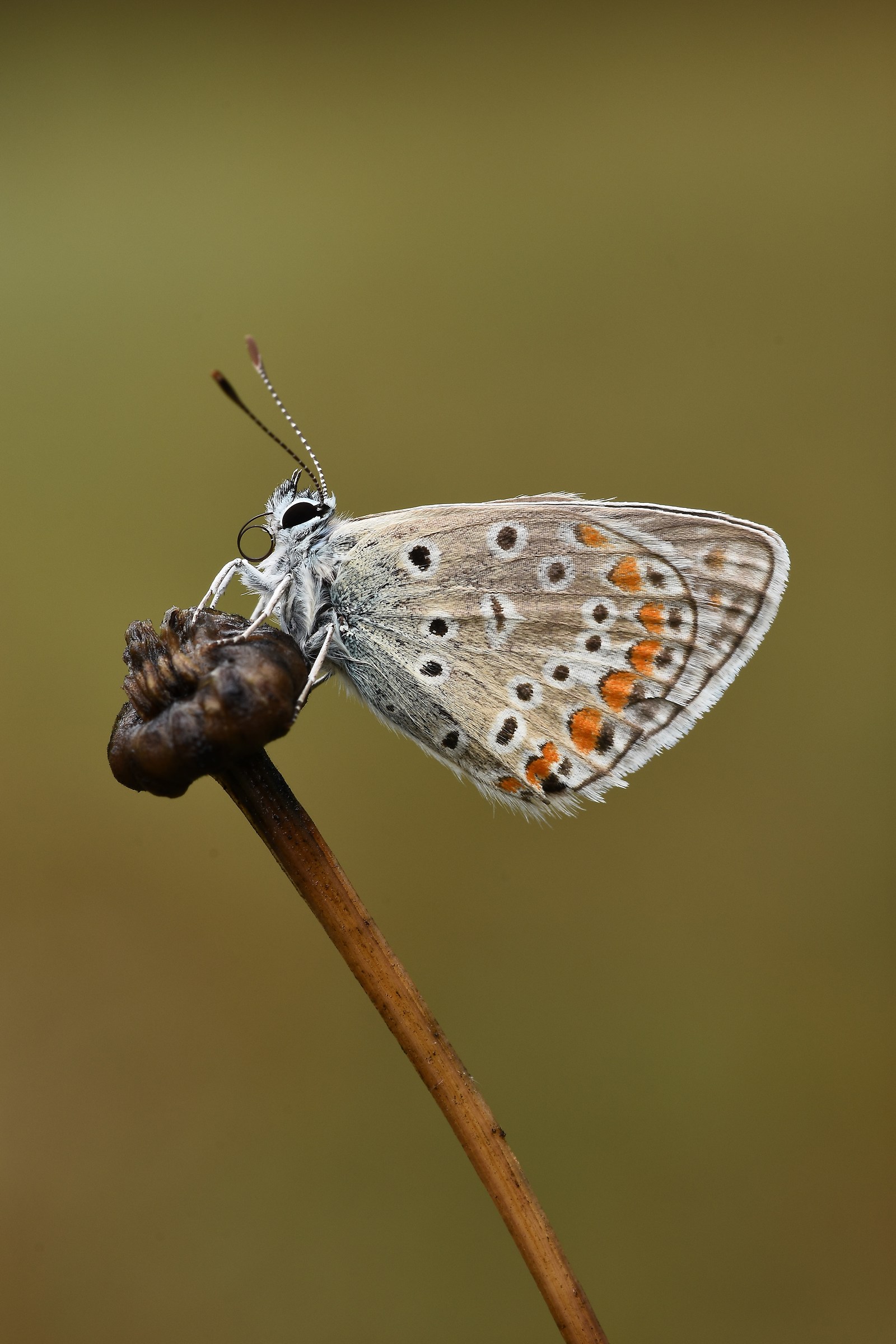 Last macro before winter