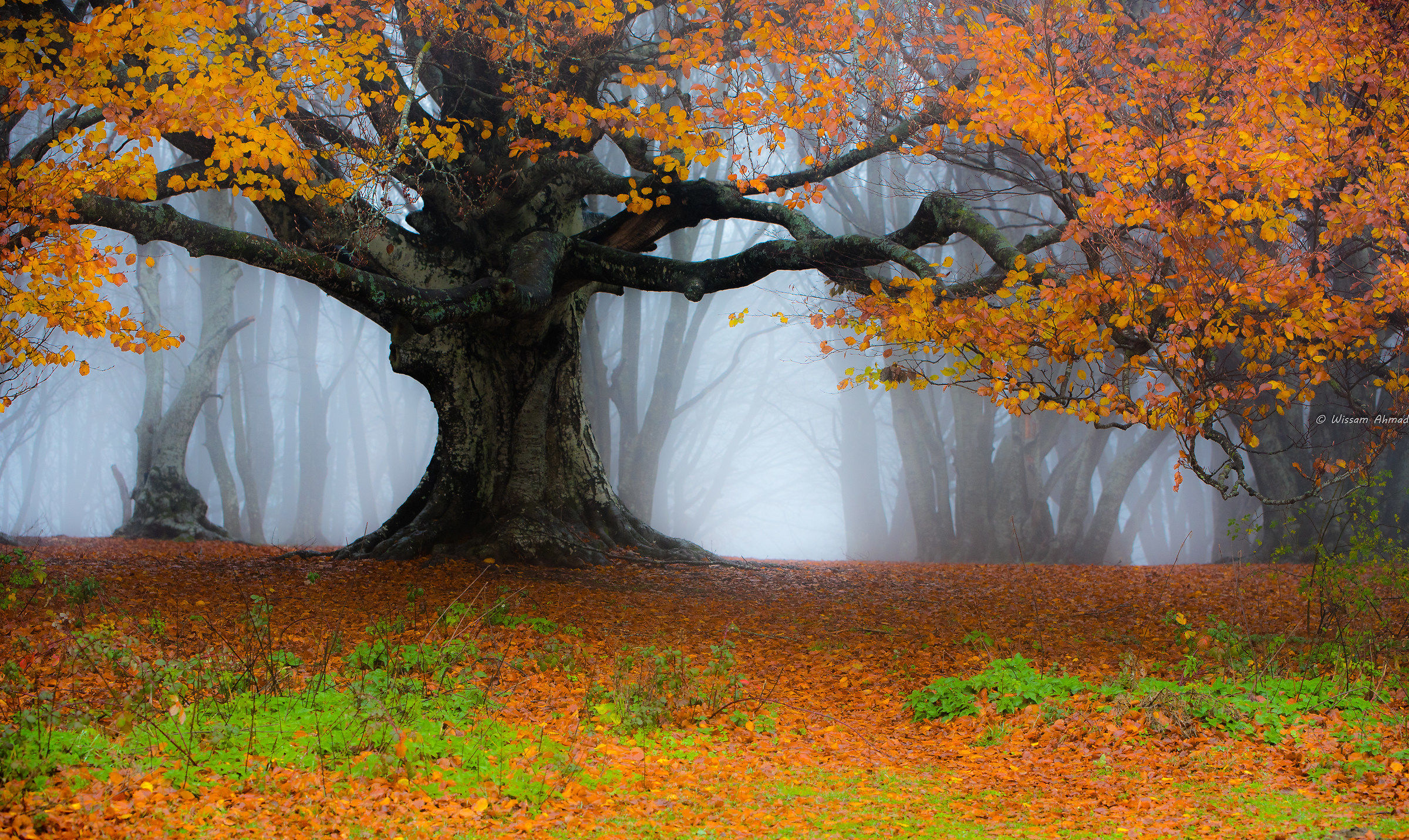 Finally the fog at Canfaito