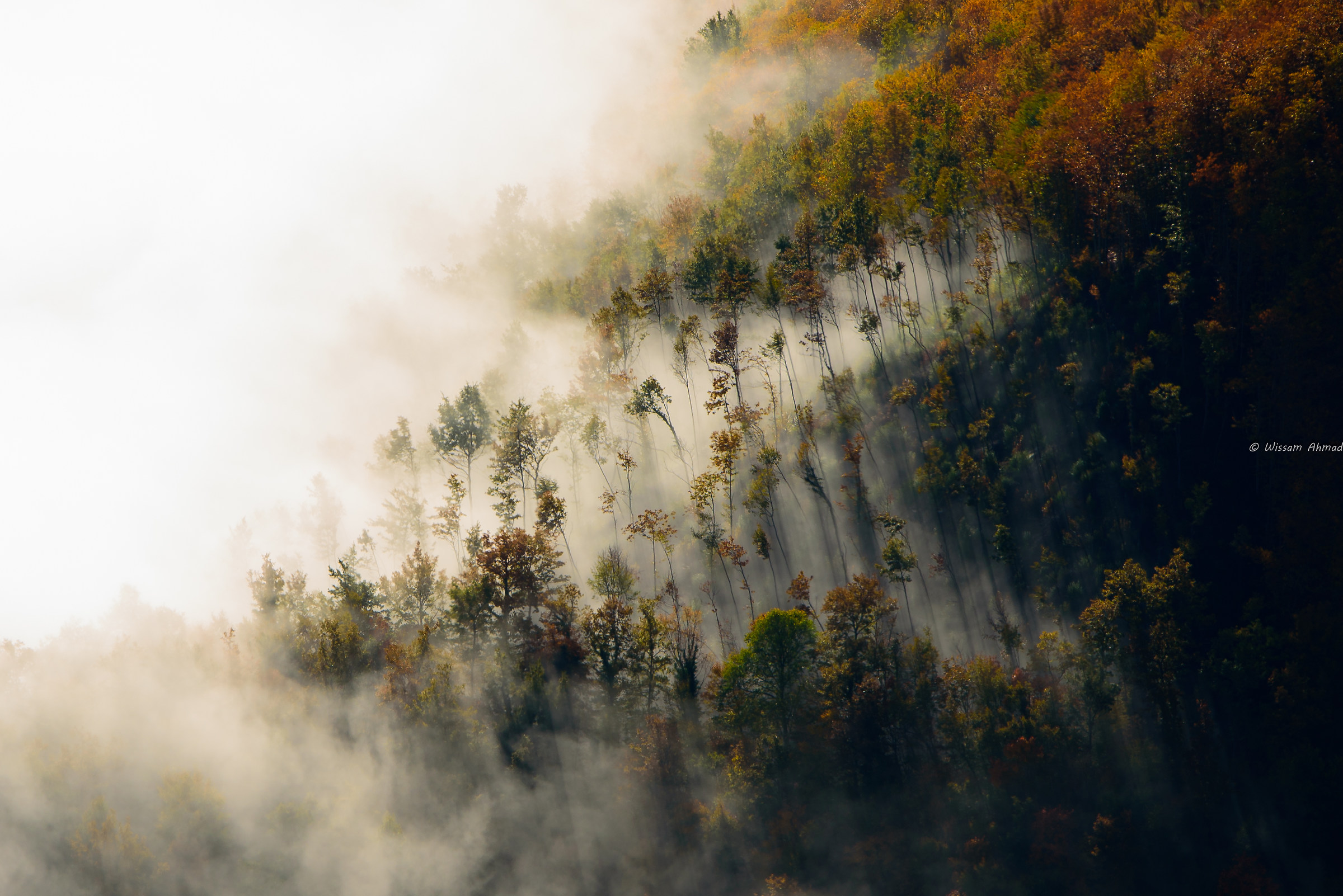 Nella morsa della nebbia