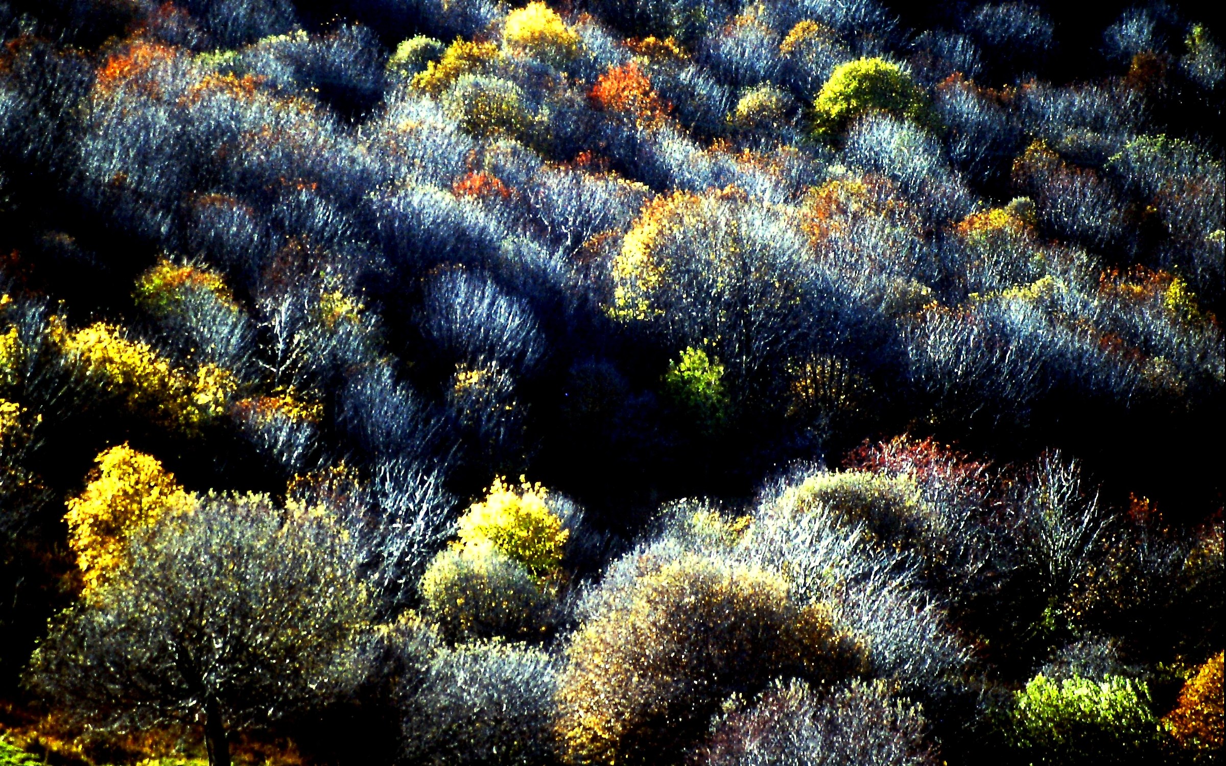 1179 - il bosco in bilico tra le stagioni