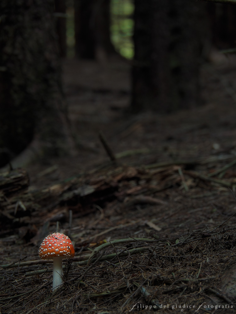 The dark side of the wood