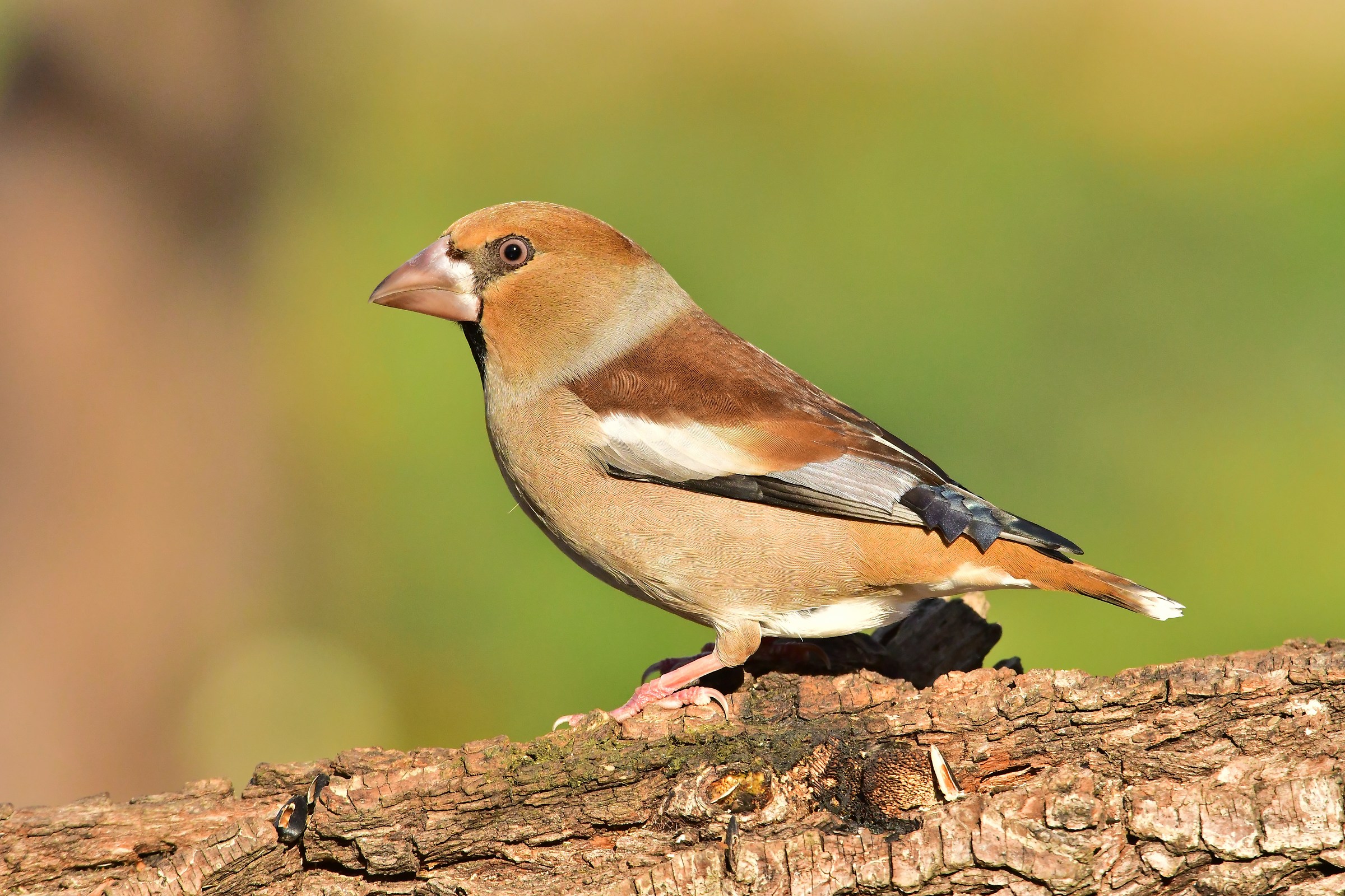 Hawfinch