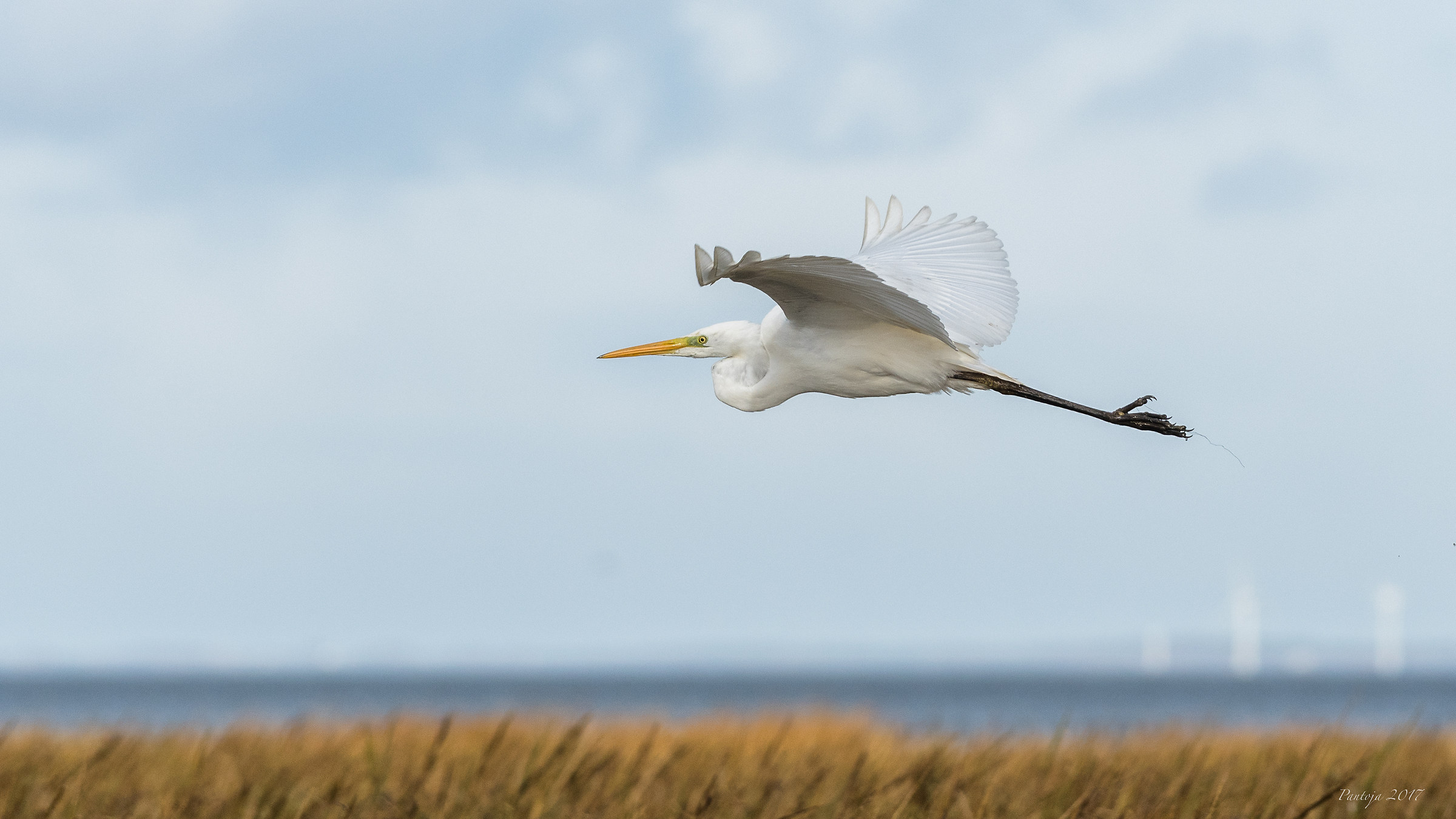 Great white egret